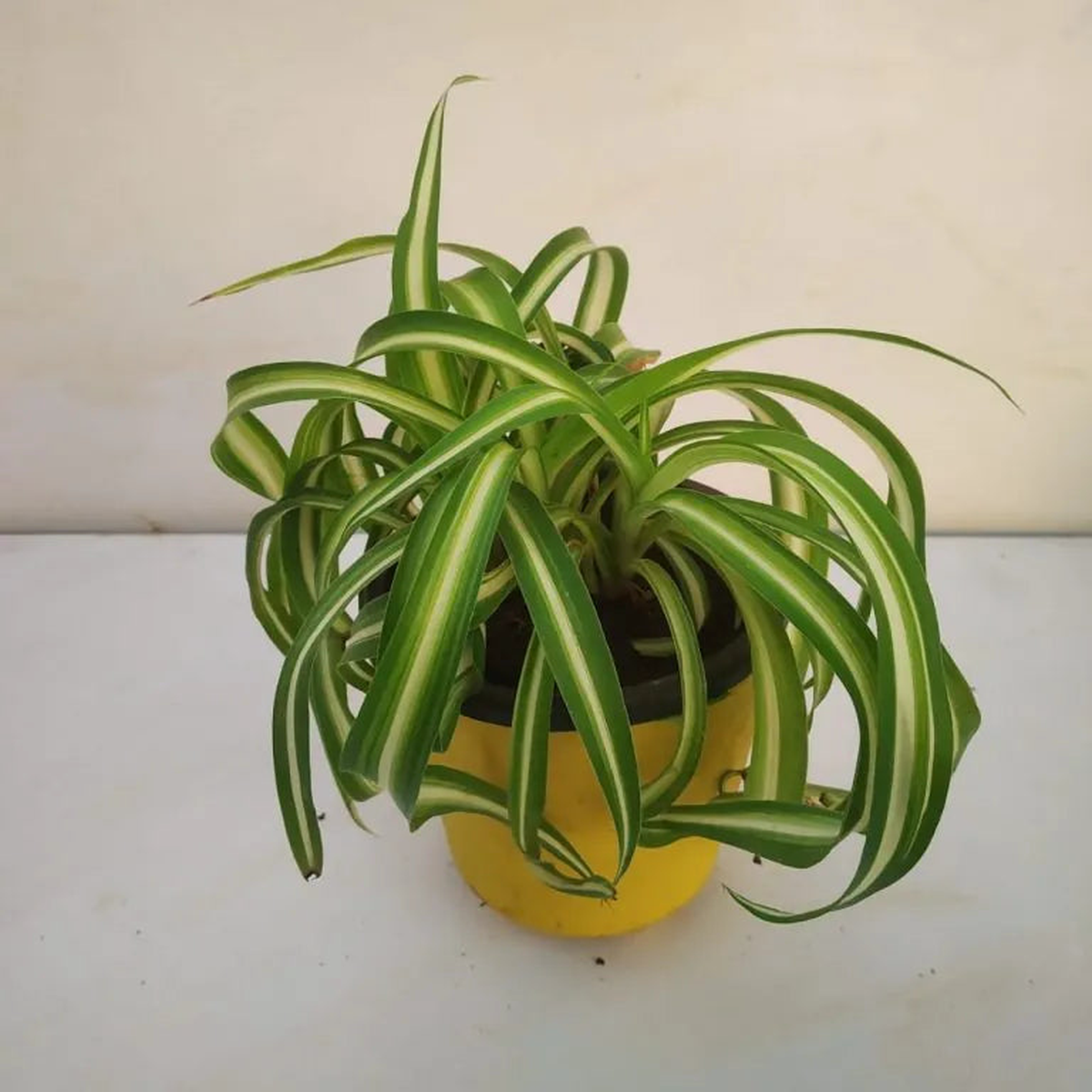 Chlorophytum Flower Seeds for Planting  Seasonal Bloomer, Heirloom, Non-GMO & High Germination Seeds