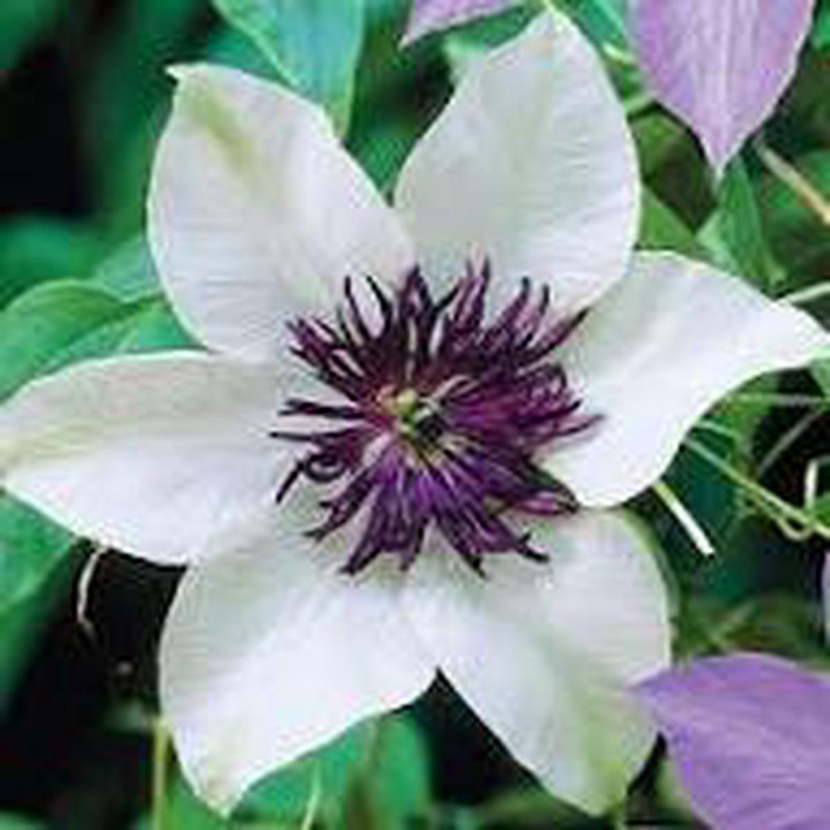 Clematis Flower Seeds for Planting | Heirloom Non-GMO Organic Garden Seeds, Long Bloom Season, High Germination
