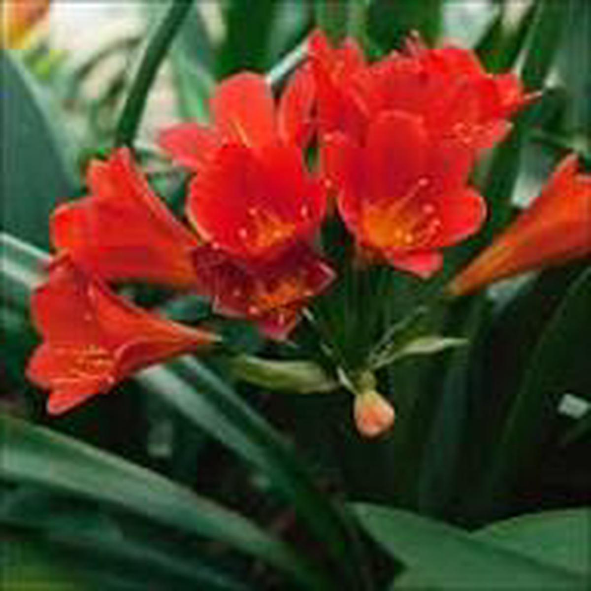 Clivia Flower seeds for Planting - Pollinator Friendly, Heirloom & GMO Free Seeds for Home Garden