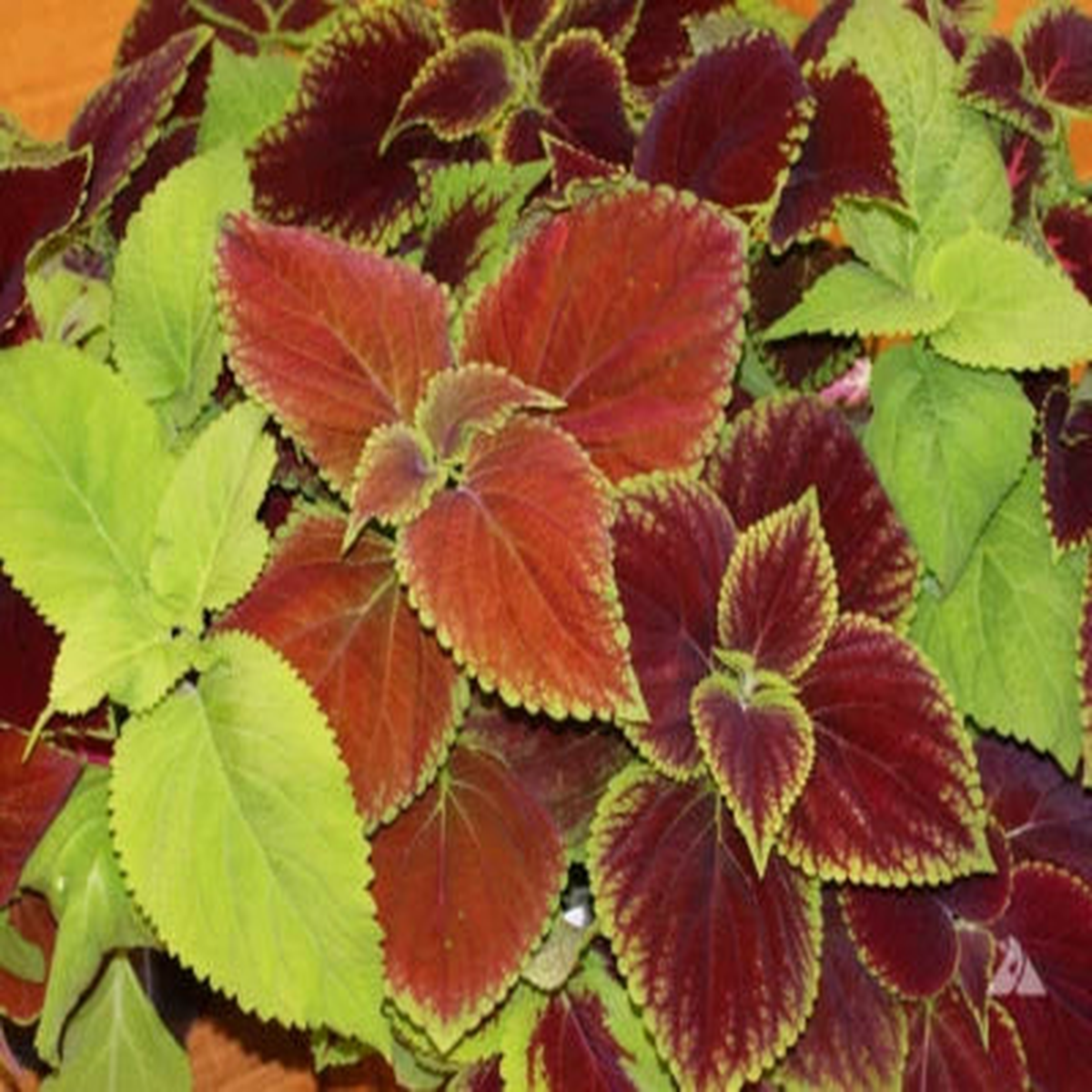 Coleus Blumei RAINBOW MIX Annual Perennial Shade Garden Non-GMO  Heirloom
