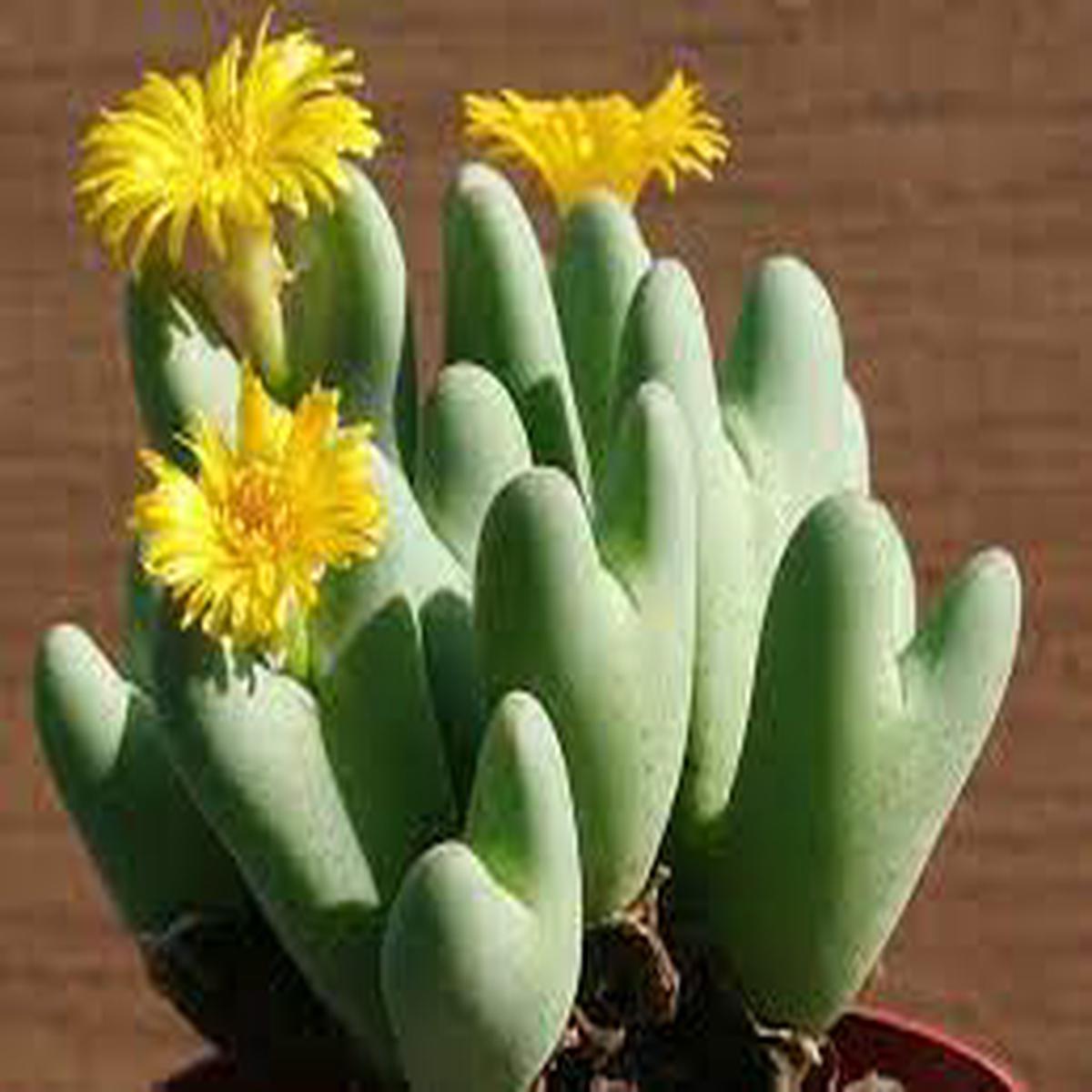 Conophytum Bilobum Cactus Seeds  Heirloom Non-GMO Succulent Seeds for Home & Garden Planting