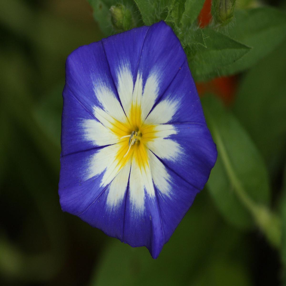 Convolvulus Flower seeds for Planting Sun Loving Heirloom & GMO Free Seeds for Home Garden