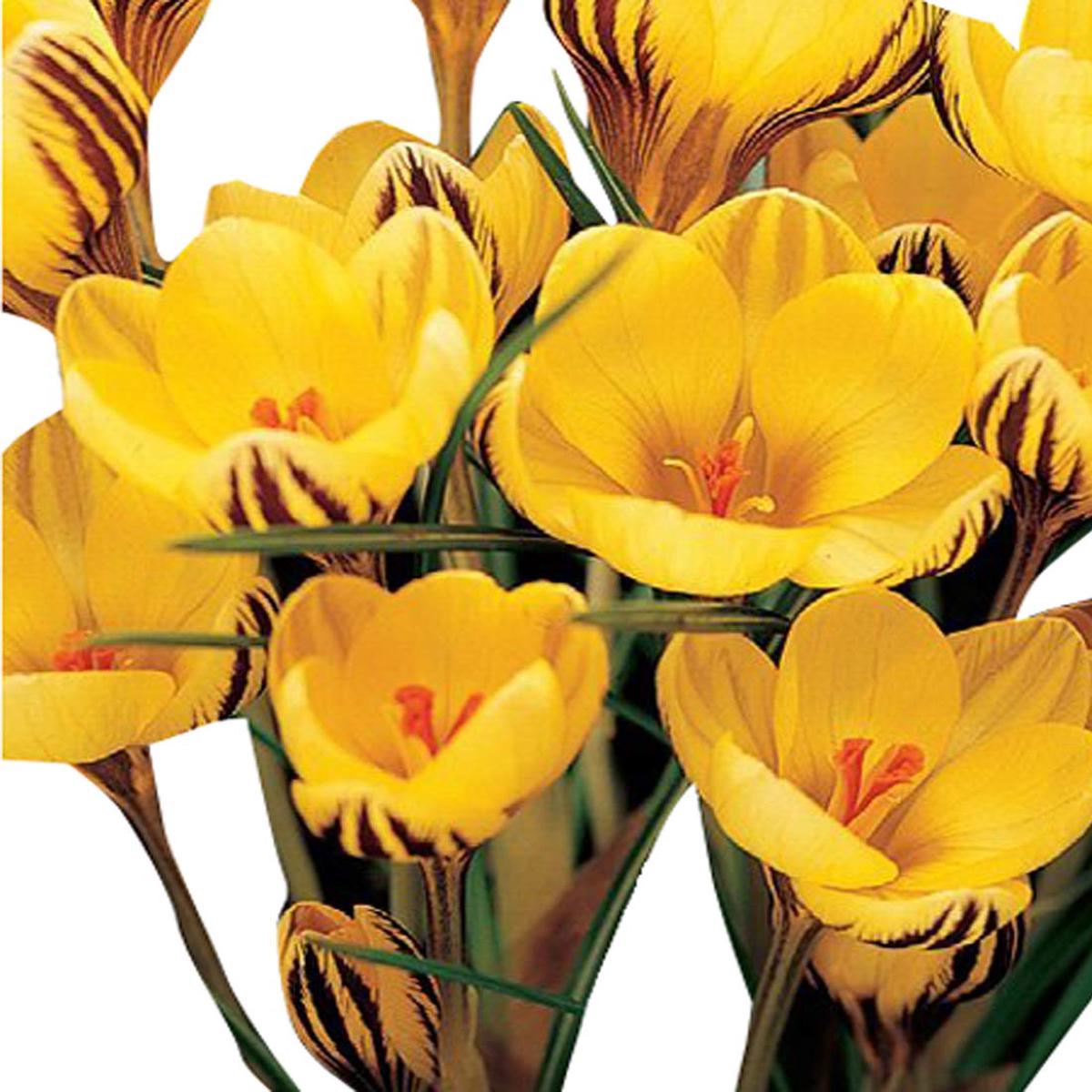 Crocus Sativus Yellow Flower Seeds for Planting  Heirloom, Non-GMO, High Germination Organic Garden Seeds