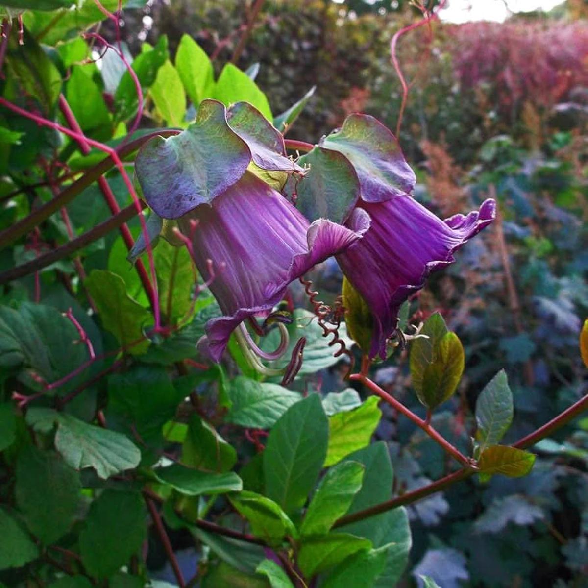 Cup & Saucer Flower Mix Colors Seeds