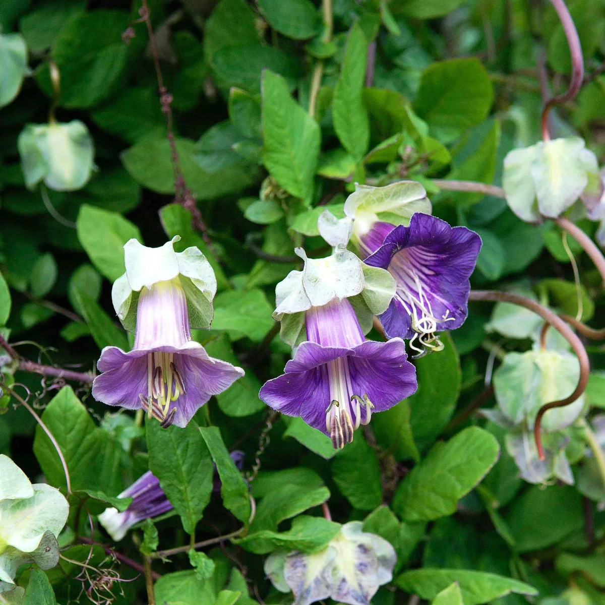 Cup & Saucer Flower Seeds for Planting Wildflower Mix Heirloom Non-GMO High Germination Organic Garden Seeds