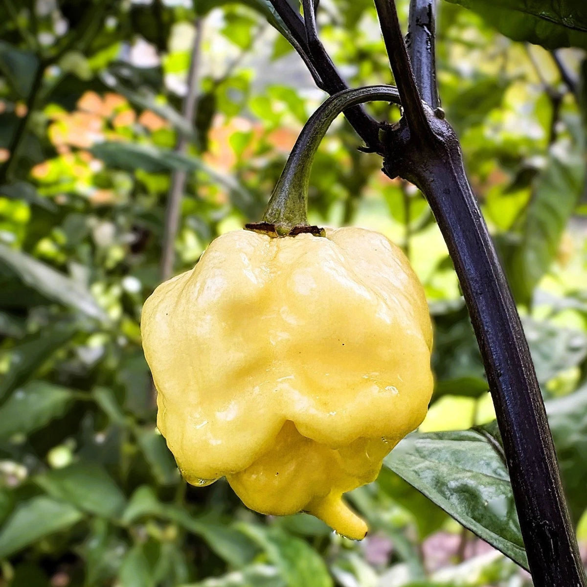 Da Hulk White Pepper Seeds  Heirloom, Non-GMO, High Germination Organic Garden Seeds