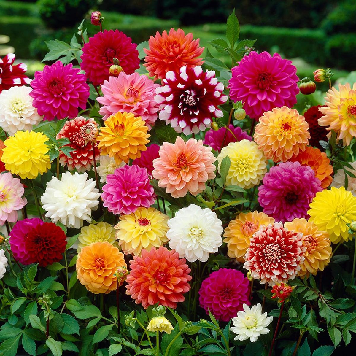 Dahlia Flower Seeds for Planting , Premium Seeds for Vibrant Blooms