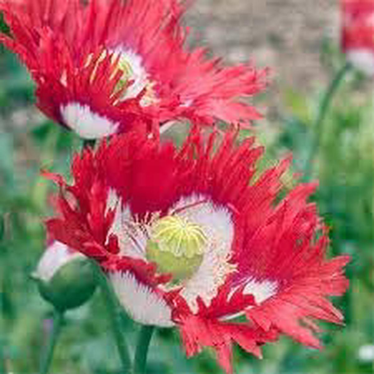 Danish Flower seeds for Planting Garden Favorite Heirloom & GMO Free Seeds for Home Garden