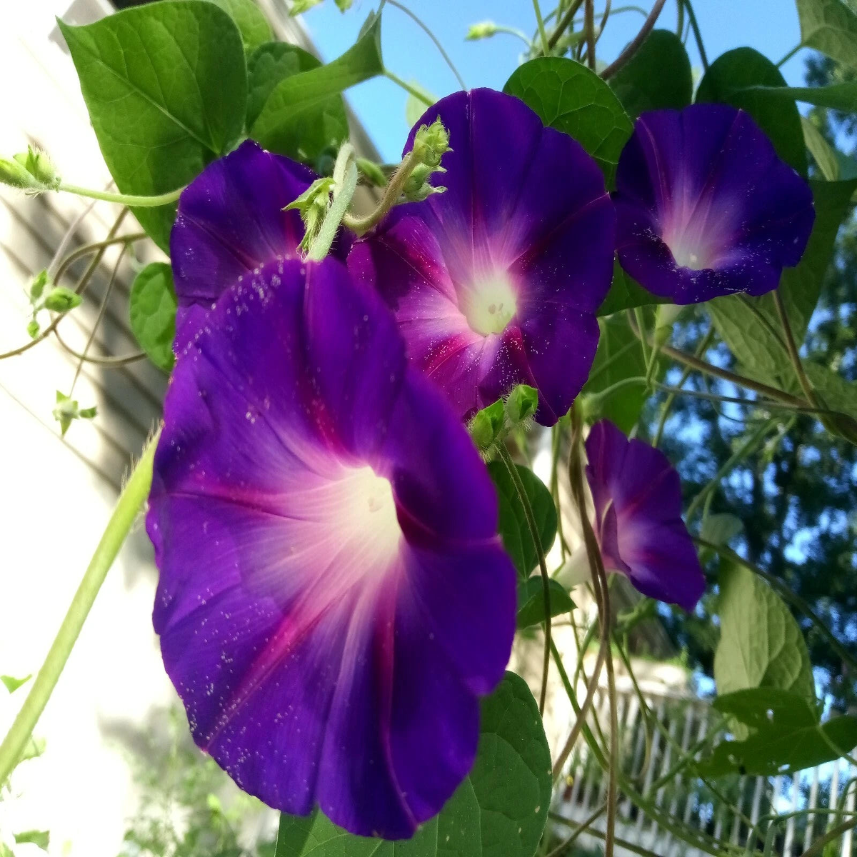 Deep Purple Morning Glory Flower seeds Annual vine US grown seeds  Heirloom, Non-GMO, High Germination Organic Garden Seeds