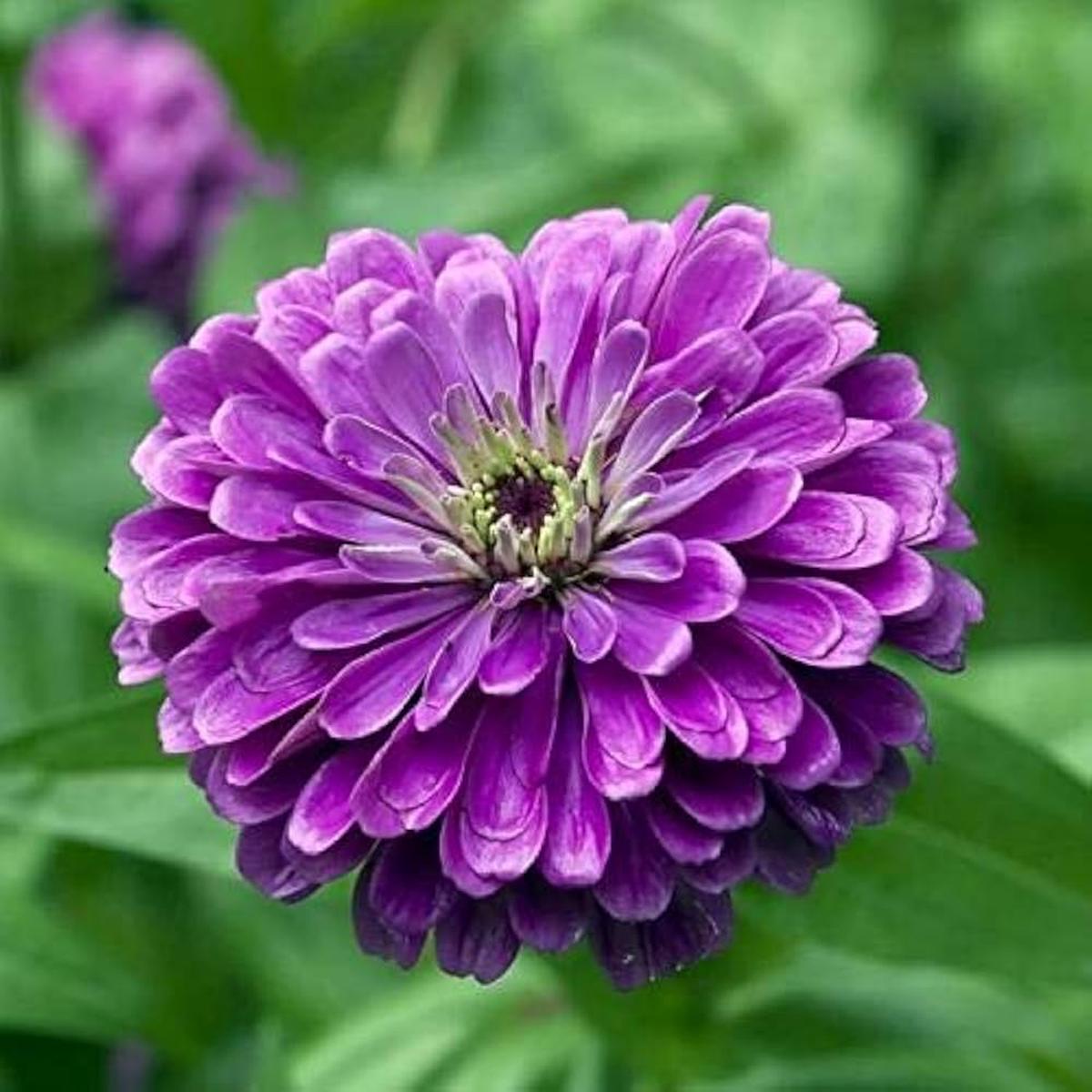 Deep Purple Zinnia Flower Seeds for Planting  Non-GMO, Heirloom, Vibrant Blooms