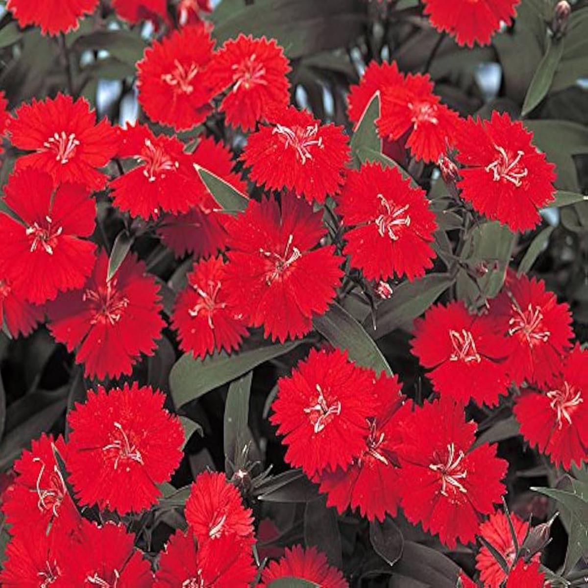 Dianthus Scarlet Red Mix Flower Seeds for Pots