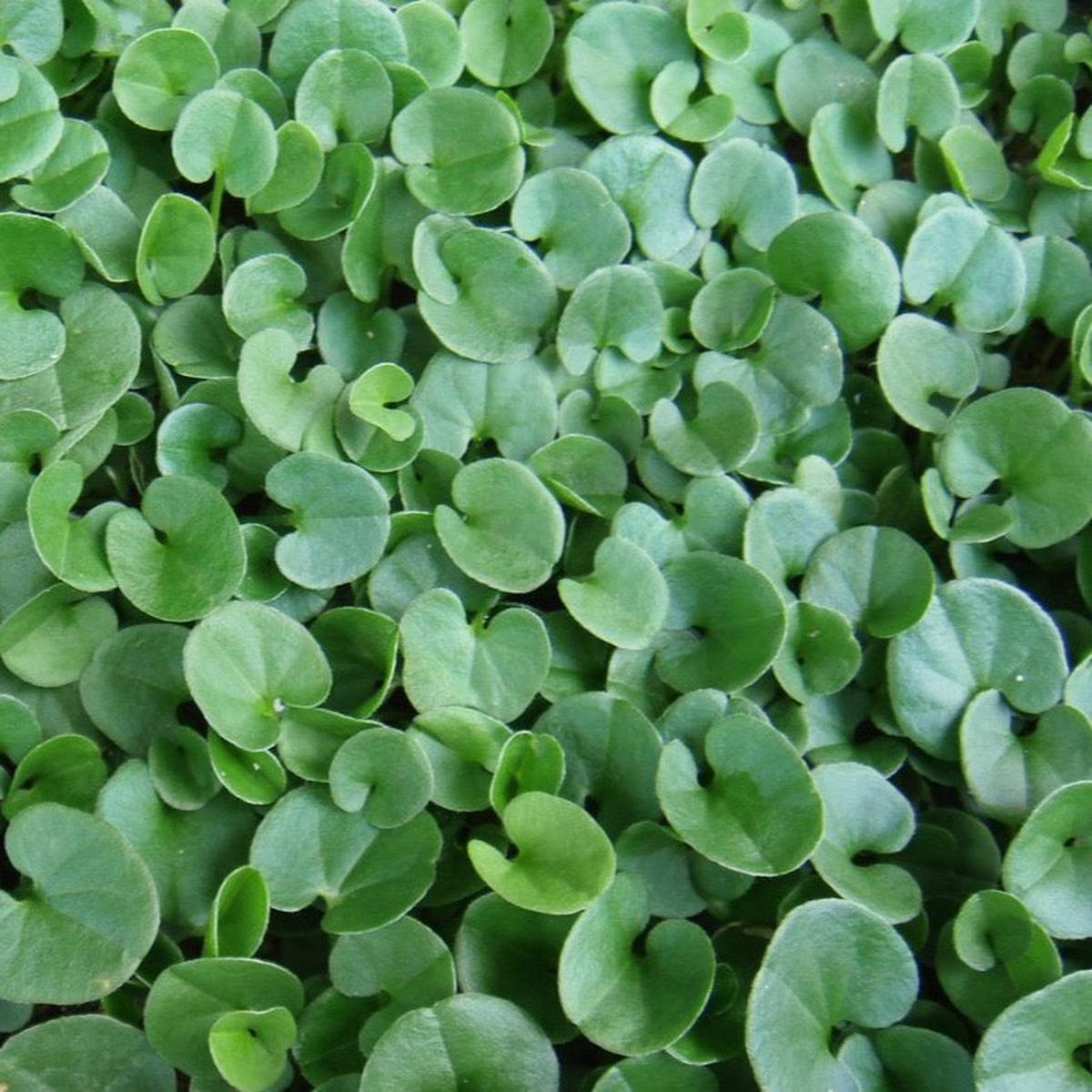 Dichondra Repen Flower seeds for Planting Low Maintenance Heirloom & GMO Free Seeds for Home Garden