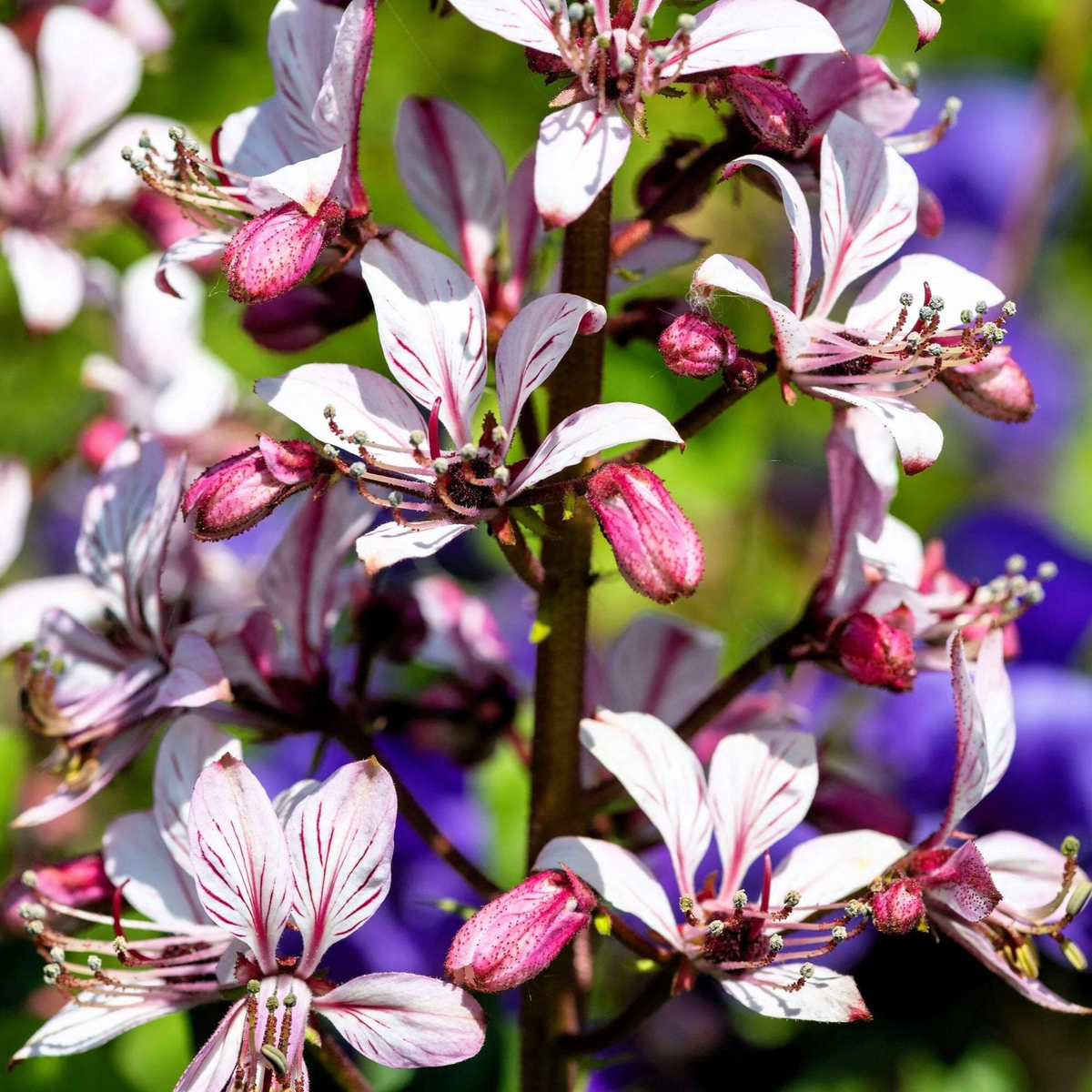 Dictamnus Albus (Gas Plant) Mixed Flower Seeds for Planting Heirloom, Non-GMO, Perennial