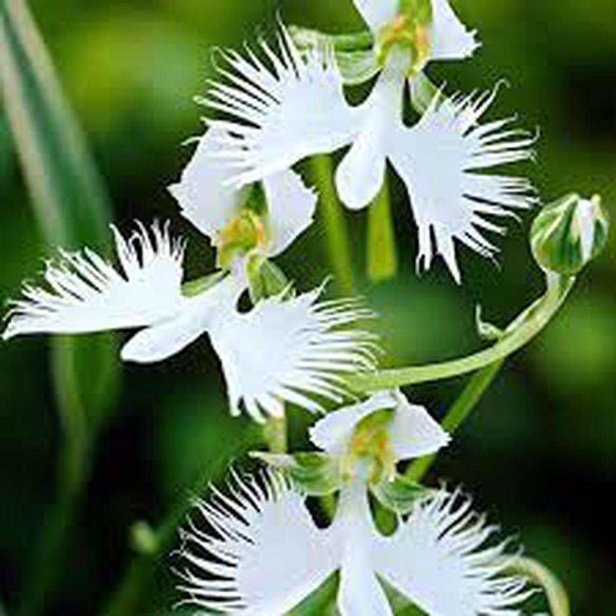 Dove Orchid Flower Seeds for Planting | Heirloom Non-GMO High Germination Organic Garden Seeds