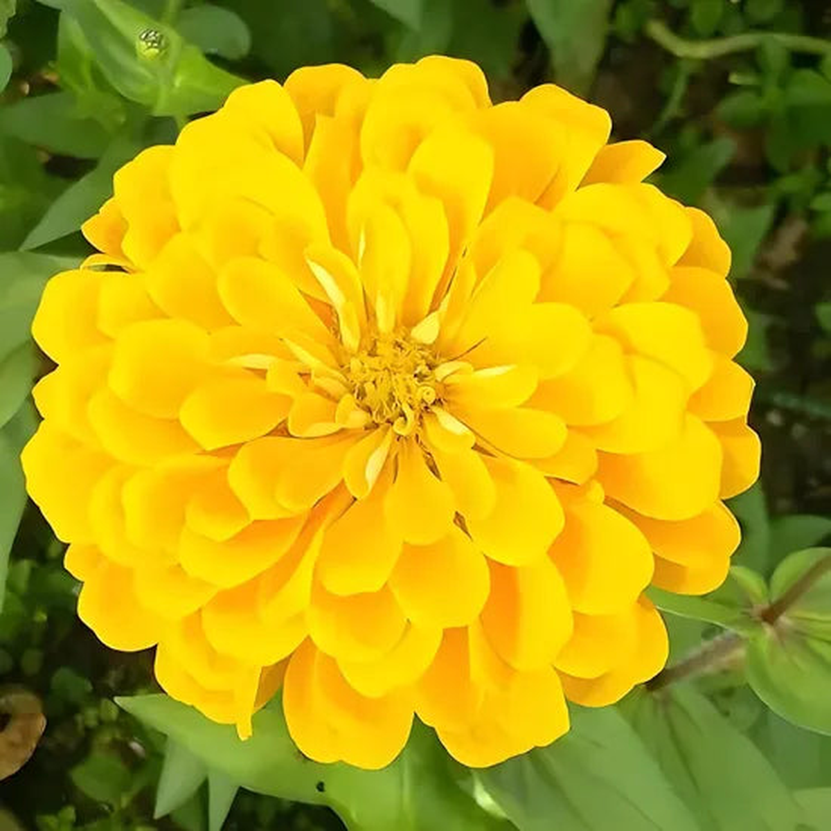 Drought Tolerant, Warmth Loving, Strong Annual Herb Flower Zinnia  Heirloom, Non-GMO, High Germination Organic Garden Seeds