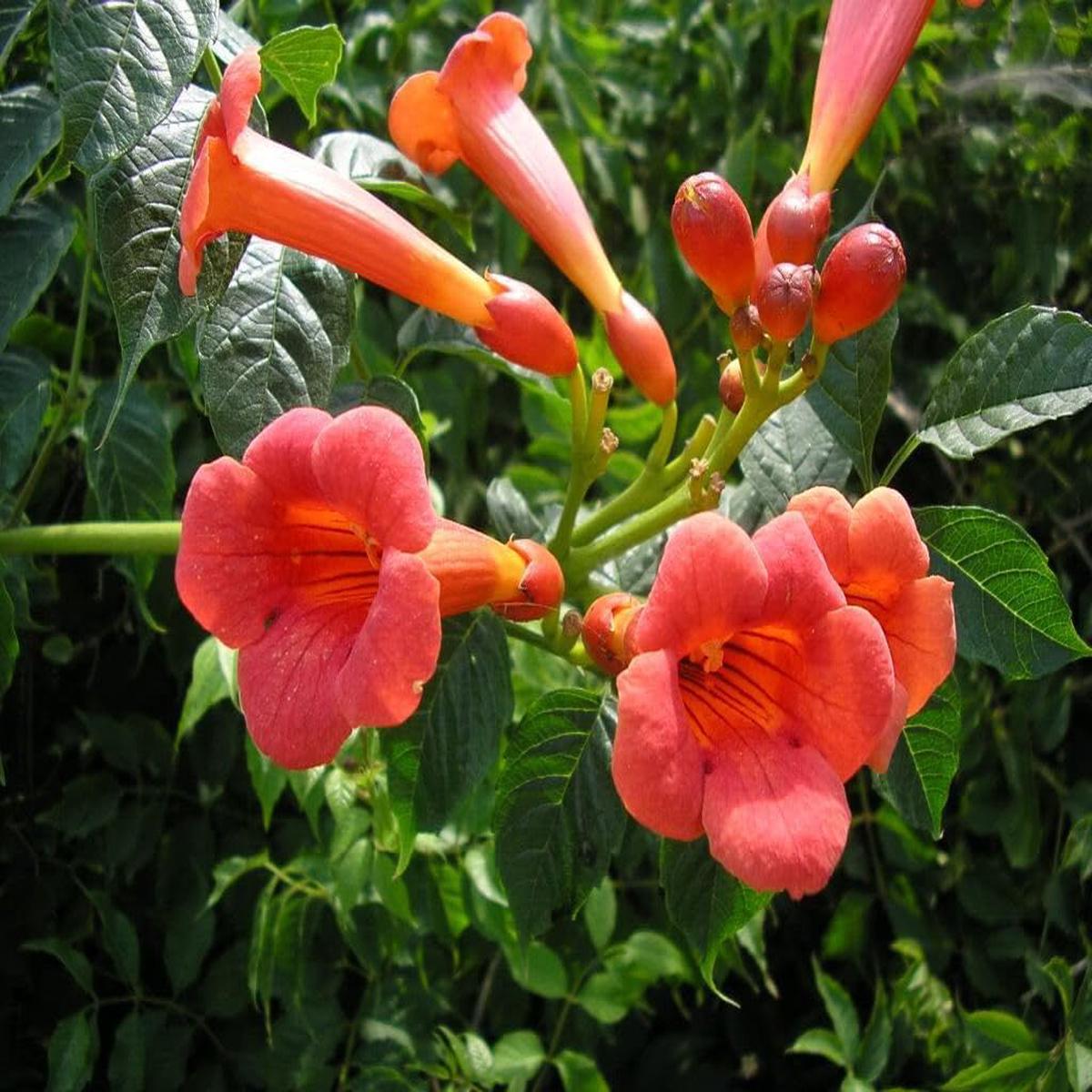 Enredadera Trompetan Flower Seeds for Planting Heirloom, Non-GMO, High Germination Organic Garden Seeds