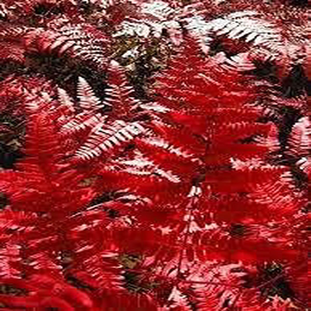 Fern Red Plant Seeds for Planting Heirloom & Non-GMO High Germination Organic Garden Seeds