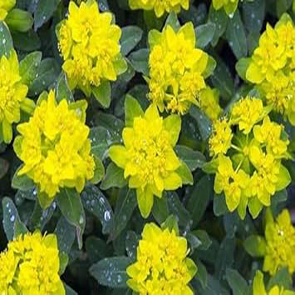 Fireglow Flower Seeds for Planting  Bright Blooms, Heirloom, Non-GMO, Organic Garden Seeds