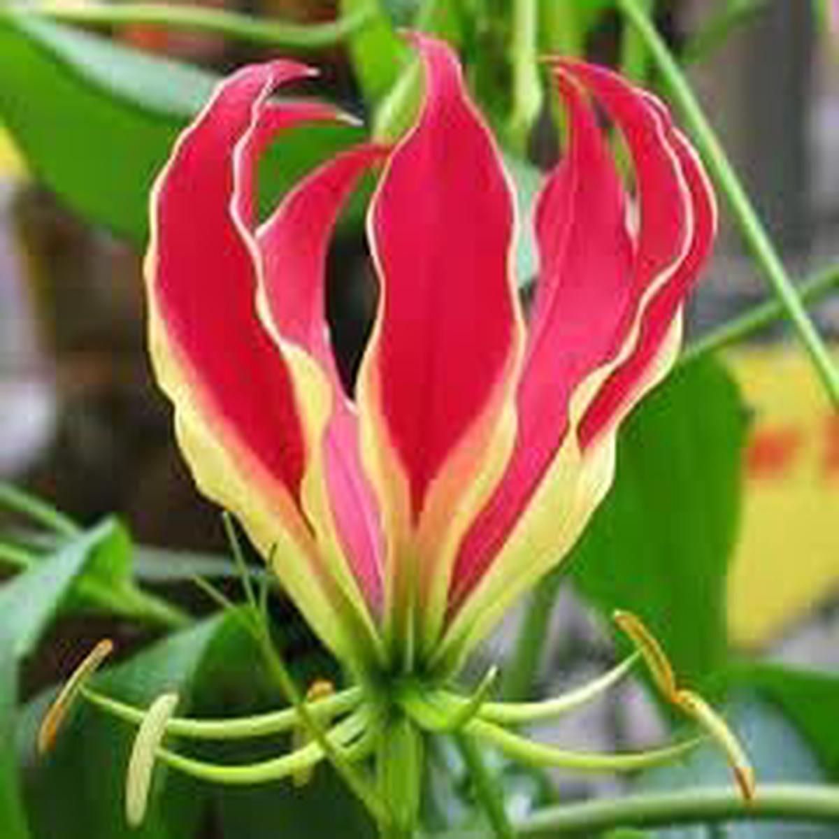 Flamme Lilien Flower Seeds for Planting  Organic, Heirloom, Non-GMO Lily Seeds