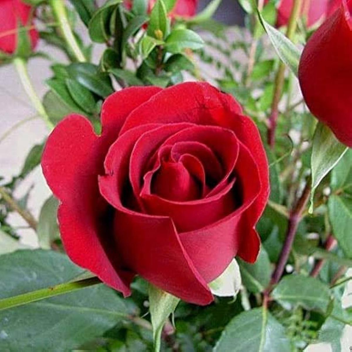 Full Red Rose Flower seeds for Planting - Long Bloom Season, Heirloom & GMO Free Seeds for Home Garden