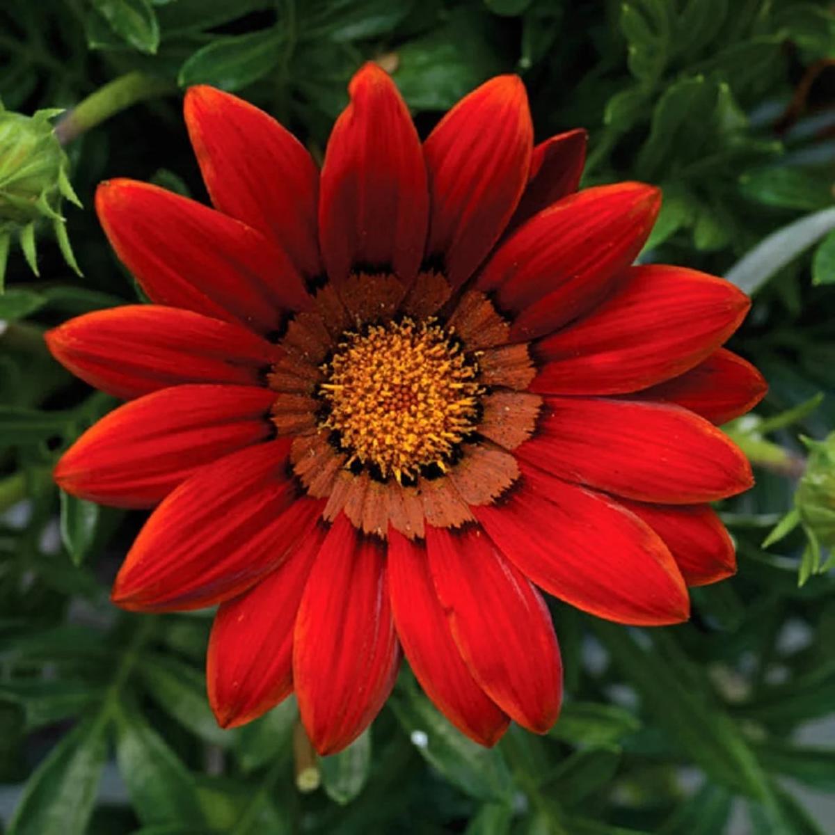 Gazania Flower Seeds for Planting Dark Red Fragrant Blossoms, Heirloom, Non-GMO, High Germination Organic Garden Seeds