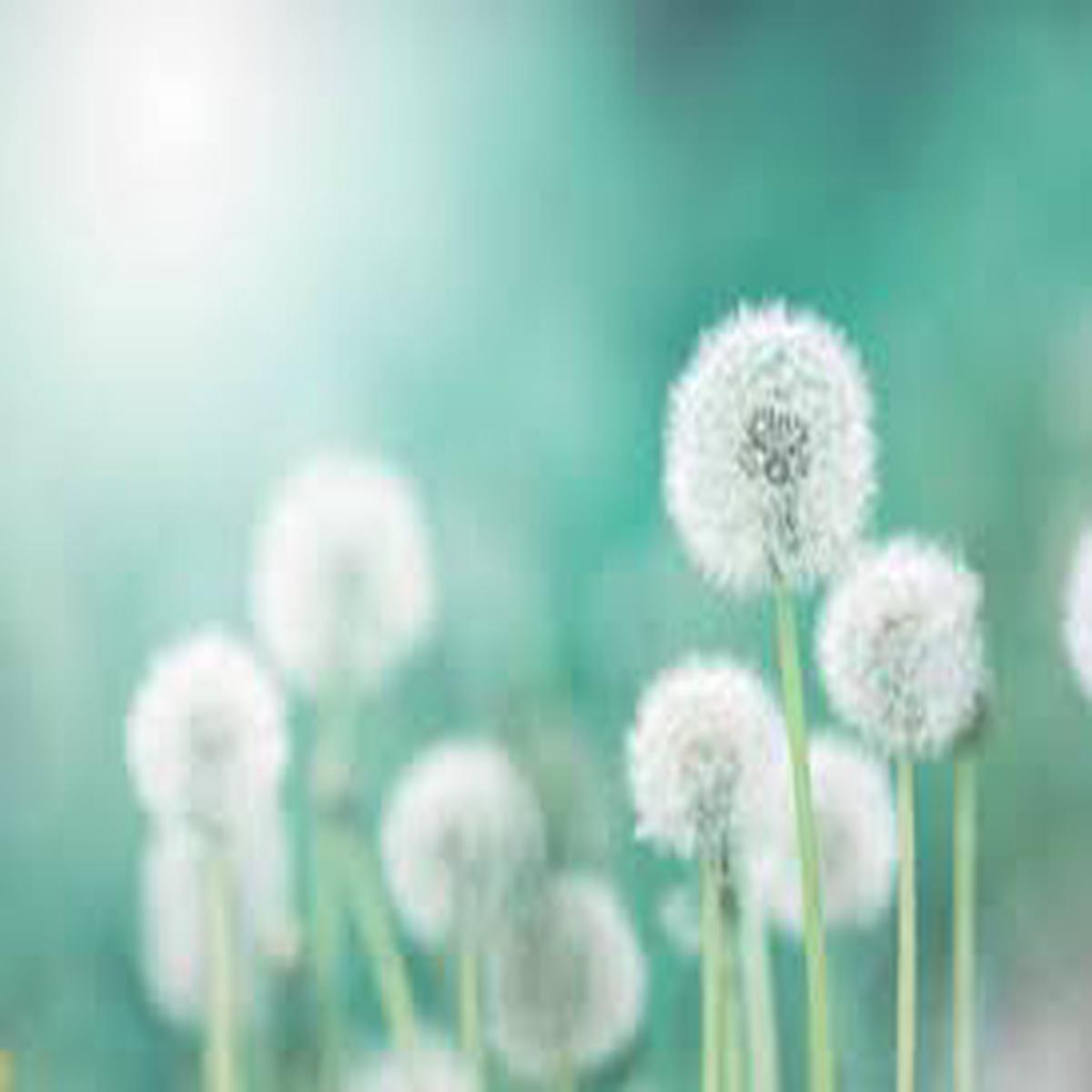 Green Dandelion Flower Seeds for Planting  Seasonal Bloomer, Heirloom, Non-GMO, High Germination, 100pcs