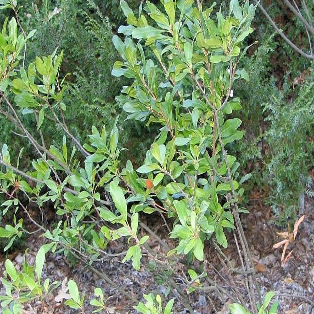 Green Myrica Pensylvanica Flower Seeds for Planting  Heirloom, Non-GMO, High Germination