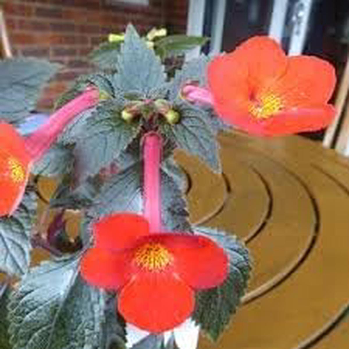 Heirloom Achimenantha Flower Seeds Non-GMO, High Germination Organic Garden Seeds