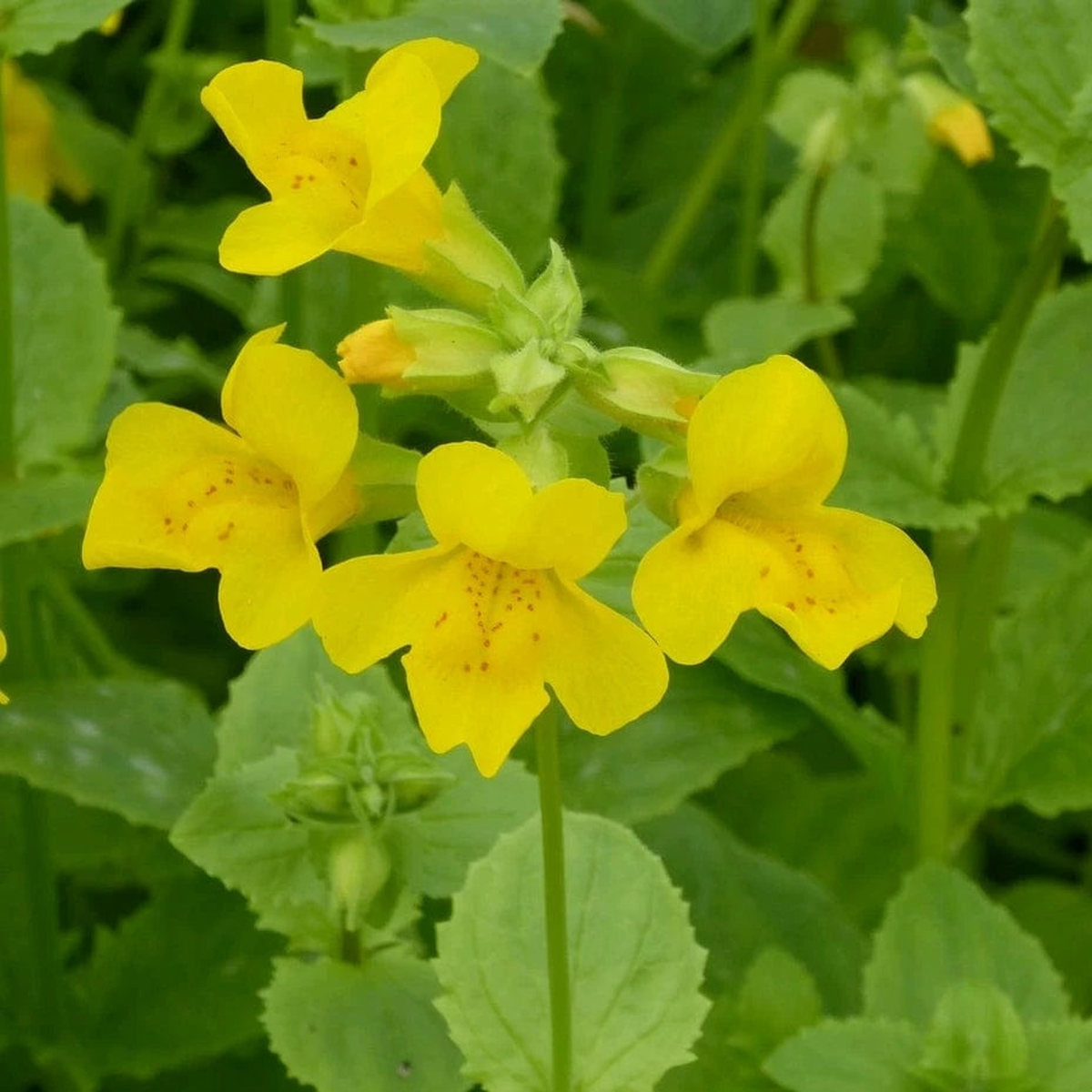 Heirloom Mimulus Guttatus Flower Seeds Non-GMO Yellow Monkey Flower for Wetland Garden Planting
