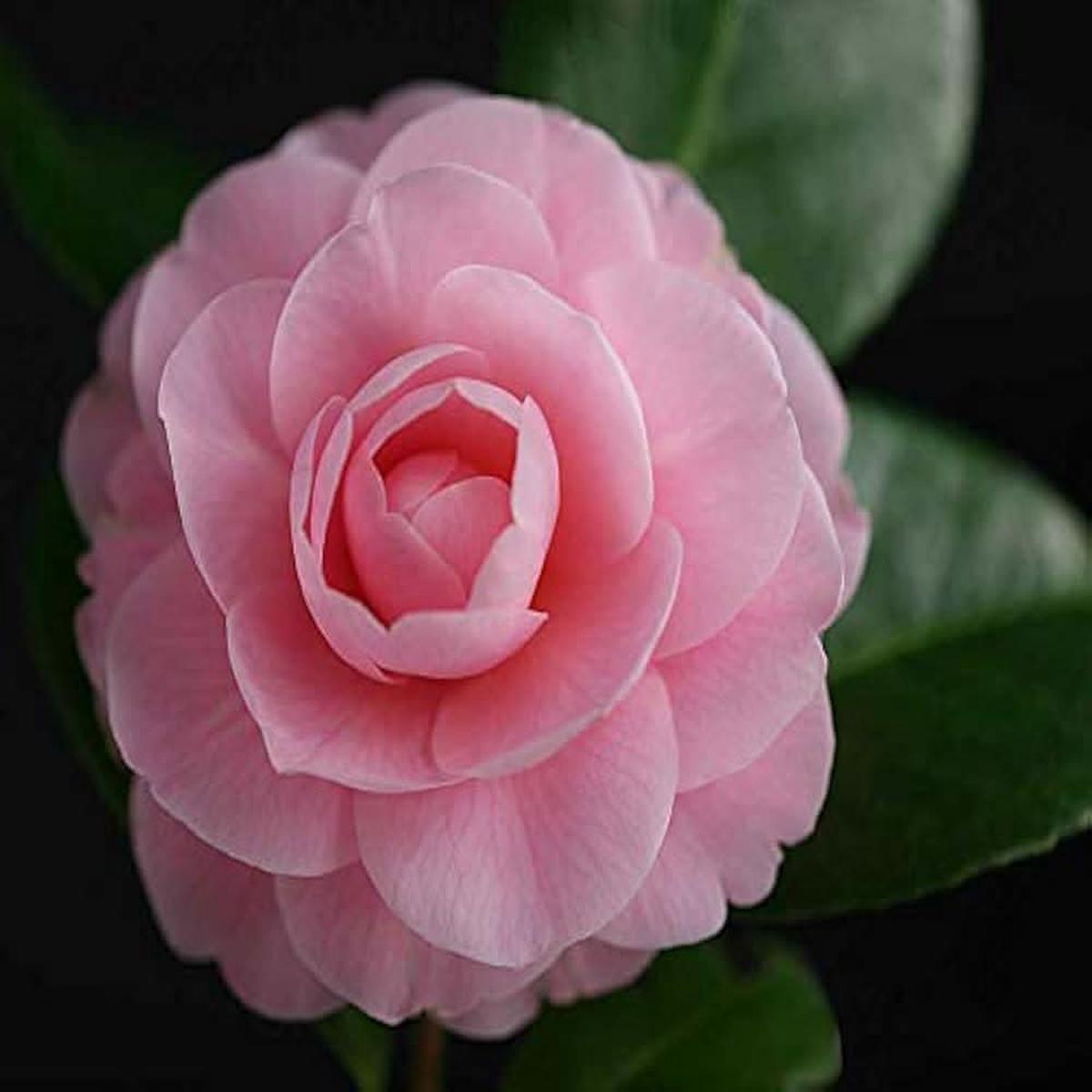 Heirloom Non-GMO Camellia Flower Seeds for Planting  Elegant Ornamental Garden Bloom Seeds