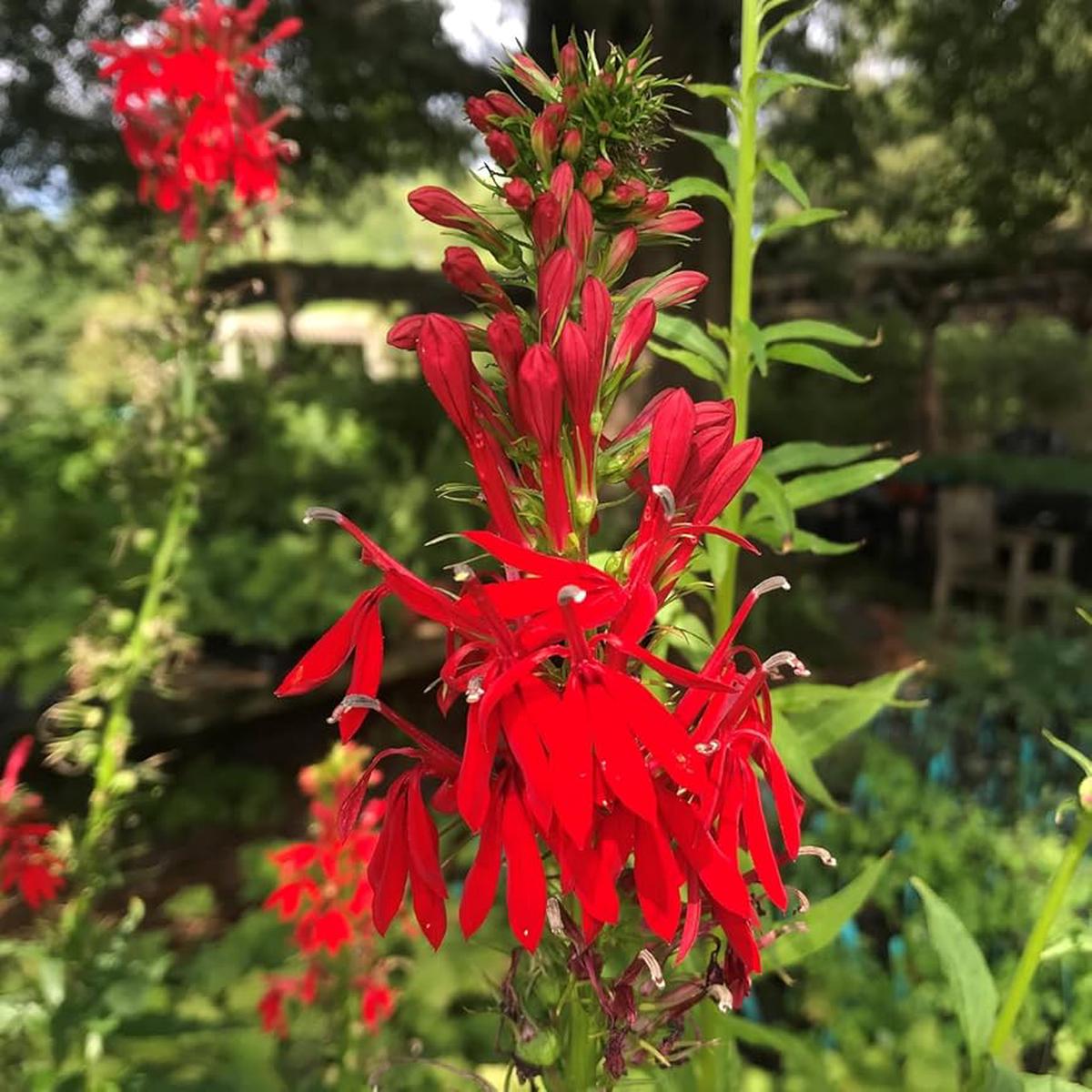 Heirloom Non-GMO Cardinal Flower Seeds for Garden Planting  Vibrant Red Hummingbird Blooms