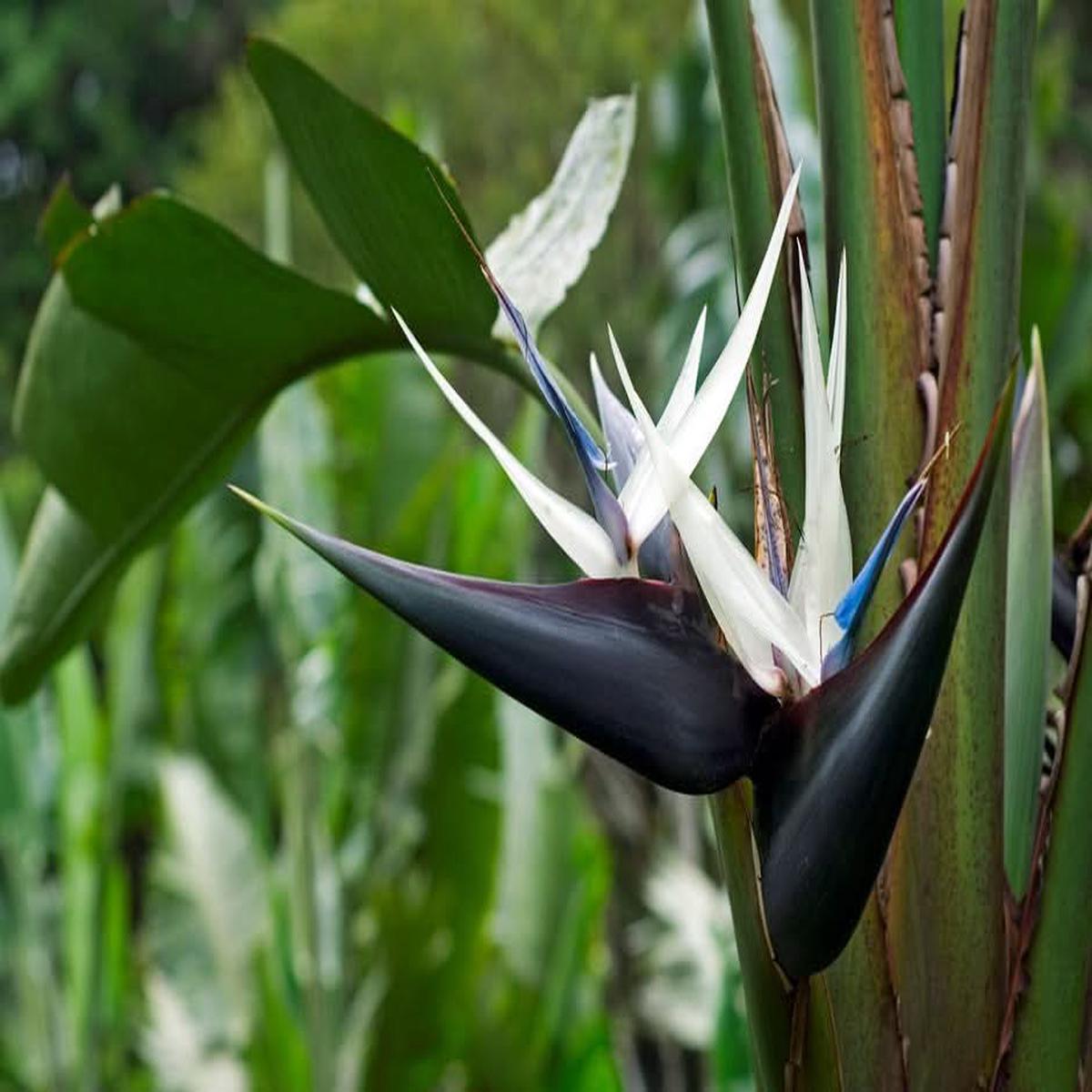 Heirloom Non-GMO Cream Strelitzia Reginae Flower Seeds for Planting  Bird of Paradise Seeds
