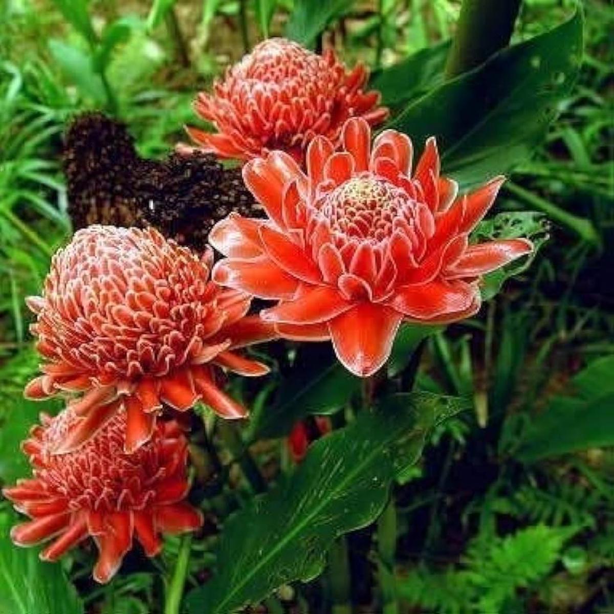 Heirloom Non-GMO Ginger Flower Seeds for Garden Planting ?? Rare Exotic Blooms Variety
