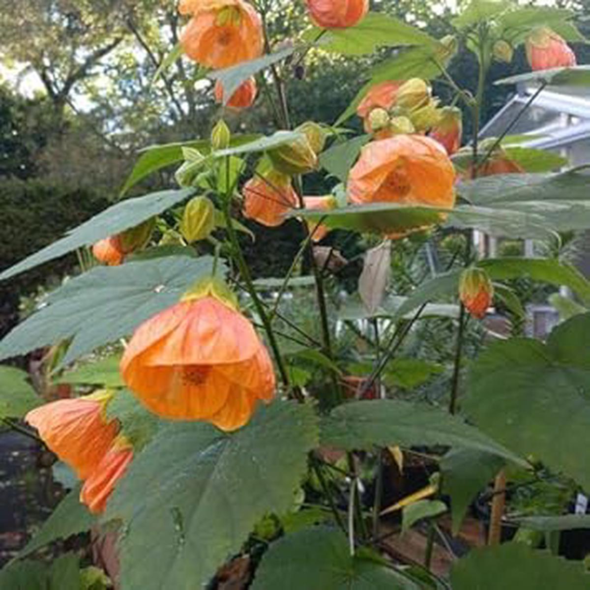 Heirloom Non-GMO Light Orange Abutilon Flower Seeds for Tropical and Decorative Garden Planting