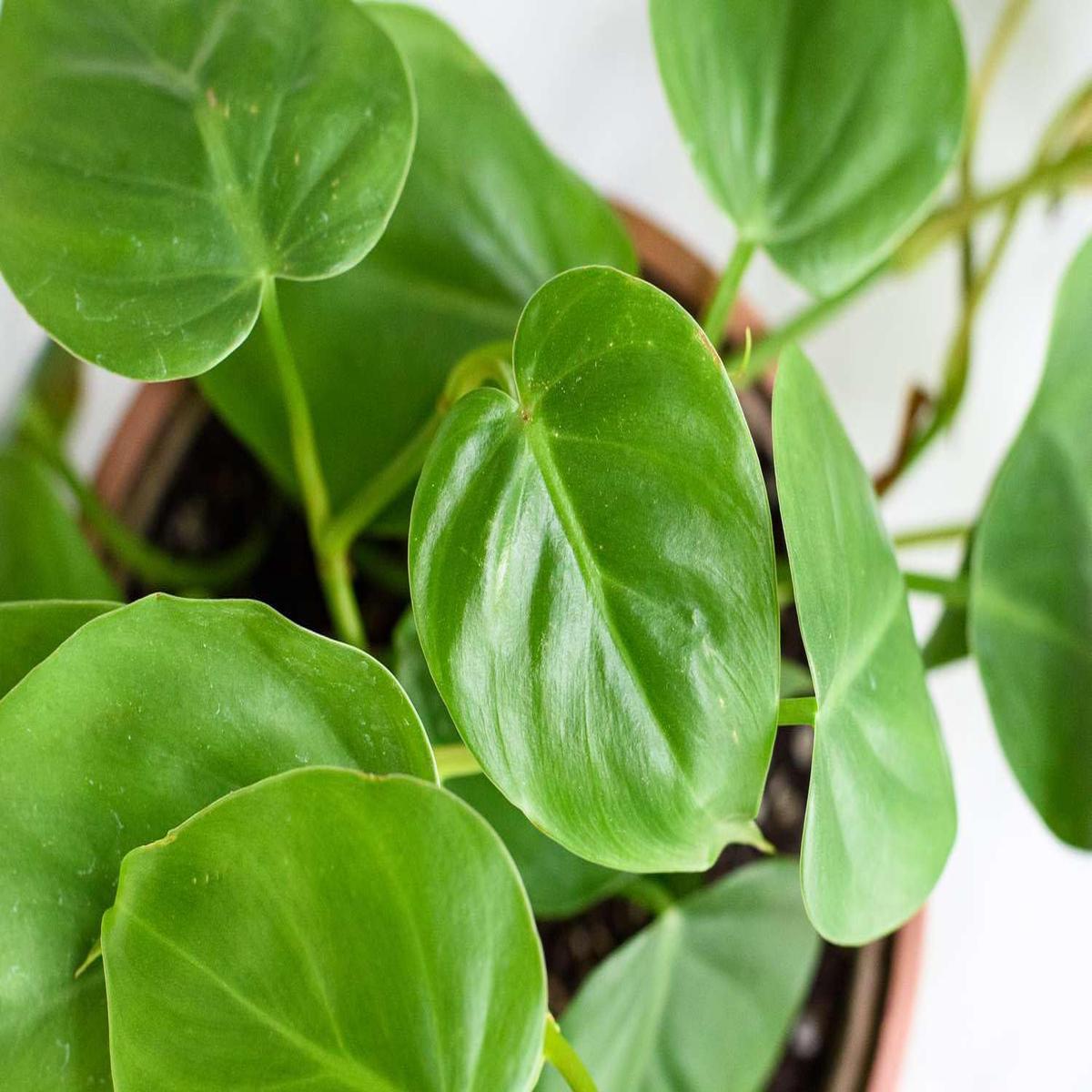 Heirloom Philodendron Flower Seeds for Planting  Non-GMO, High Germination Organic Garden Seeds