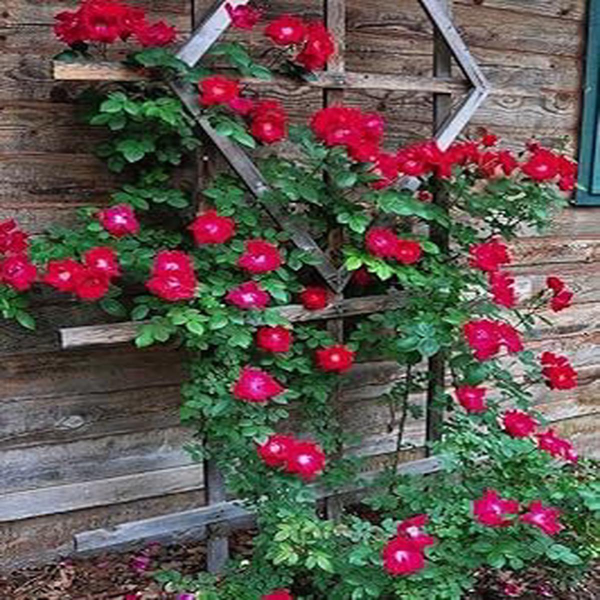 Heirloom Red Climbing Rose Flower Seeds for Planting | Non-GMO Organic Garden Seeds | High Germination, Home Garden Vines