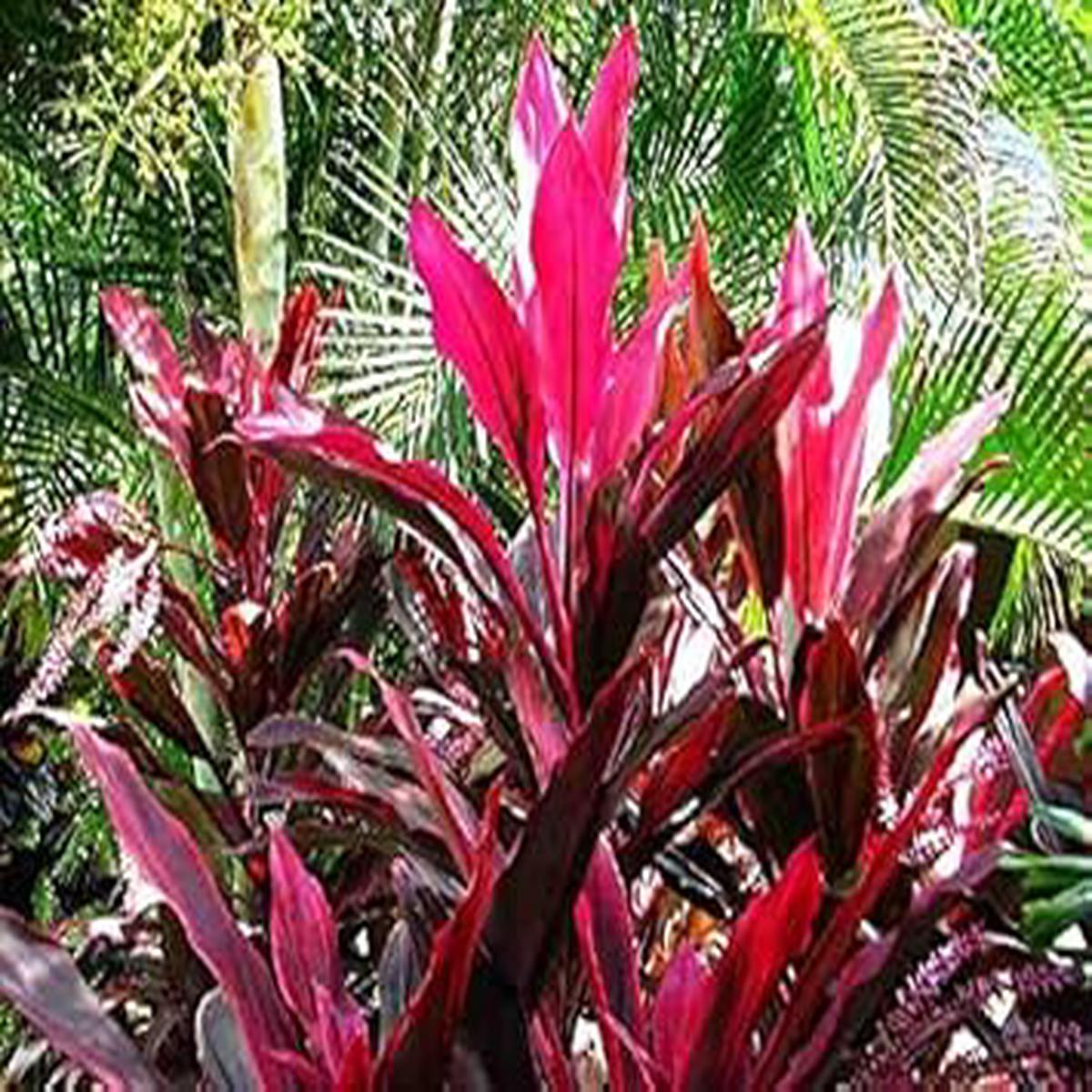 Heirloom Red Cordyline Rubra Plant Seeds, Non-GMO Tropical Foliage Seeds for Garden Planting