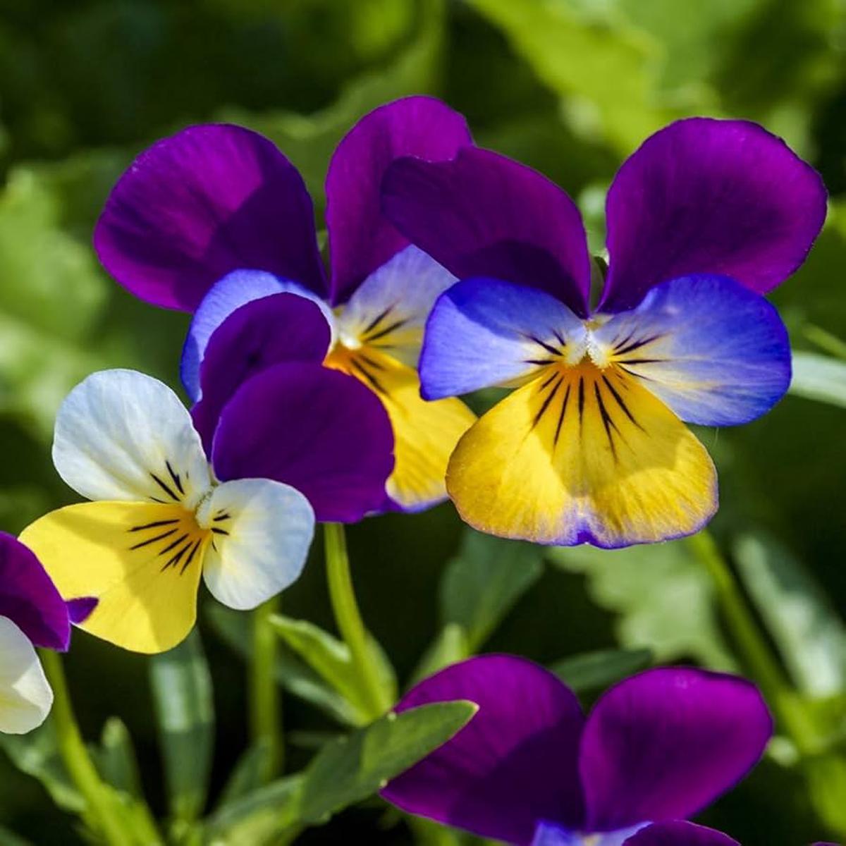 Heirloom Viola 'Johnny Jump Up' Seeds for Planting Non-GMO, Easy to Grow, Annual