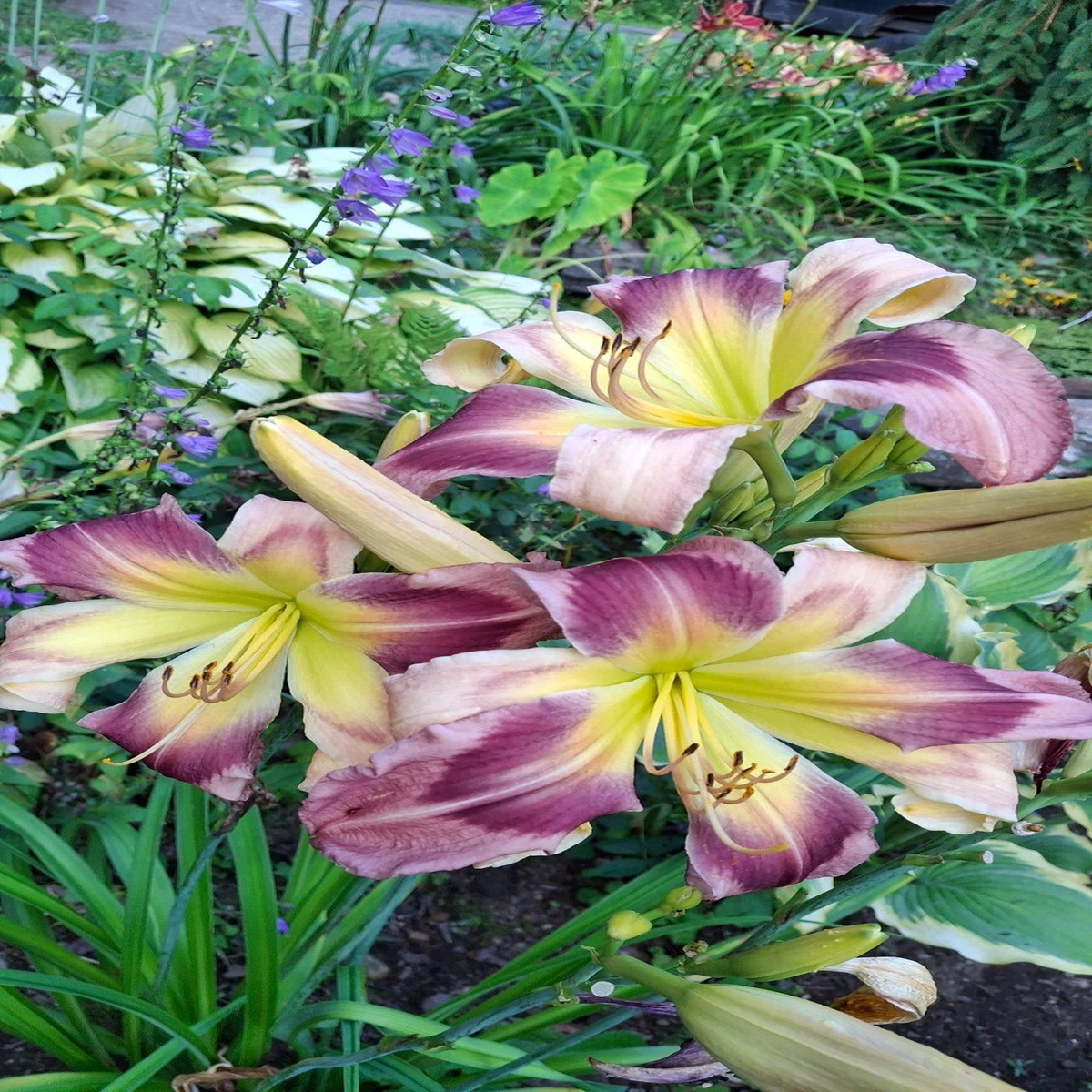Hemerocallis Daylily seeds Hybridizer mix Seeds  Heirloom, Non-GMO, High Germination Organic Garden Seeds