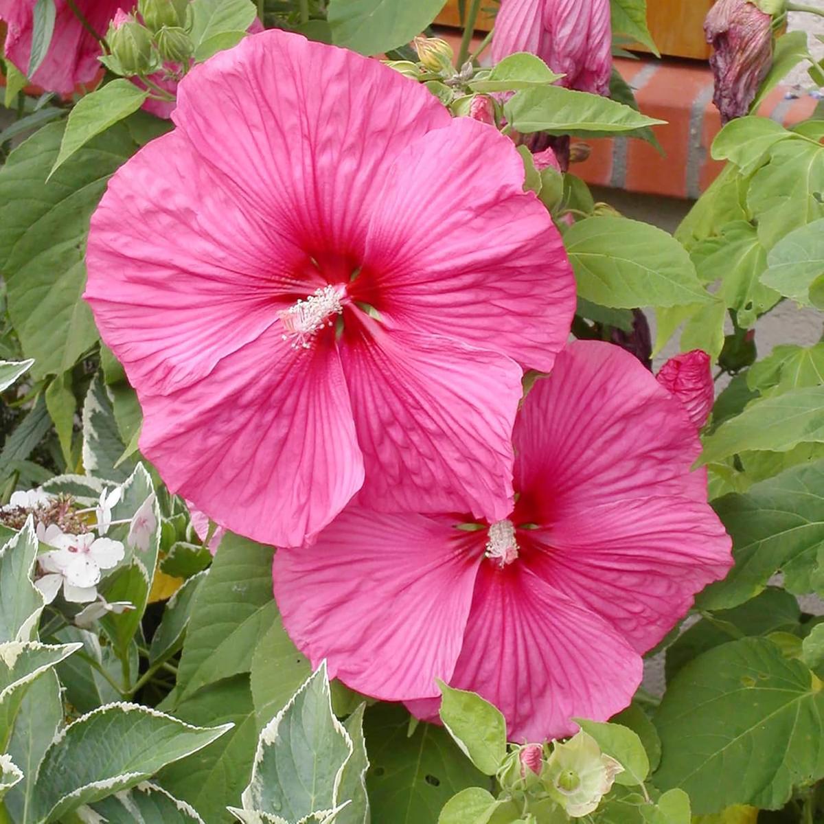 Hibiscus Moscheutos Seeds  Hardy Perennial Swamp Rose Mallow for Garden Beds