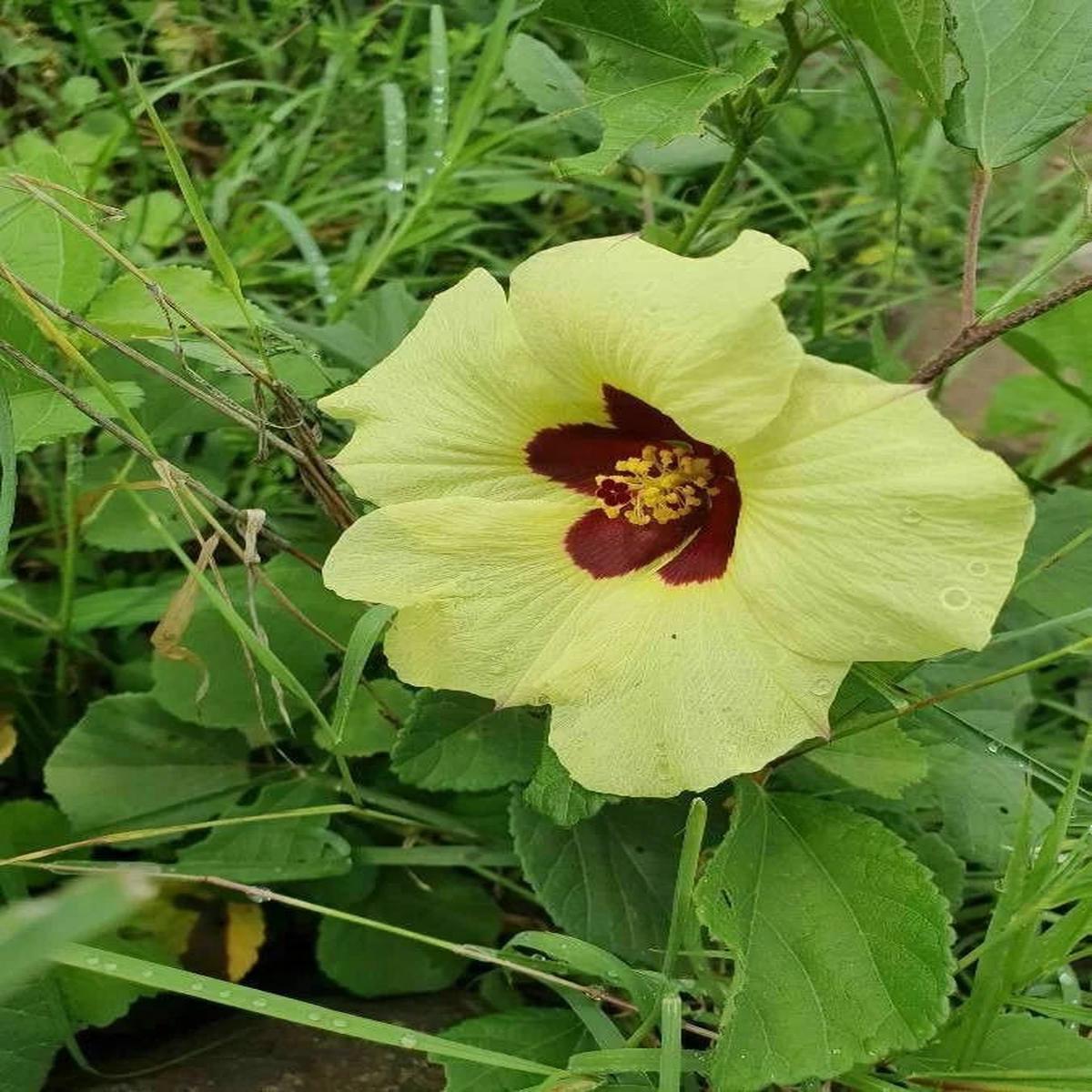 Hibiscus Vitifolius Flower Seeds  Heirloom, Non-GMO Flower Seeds for Planting