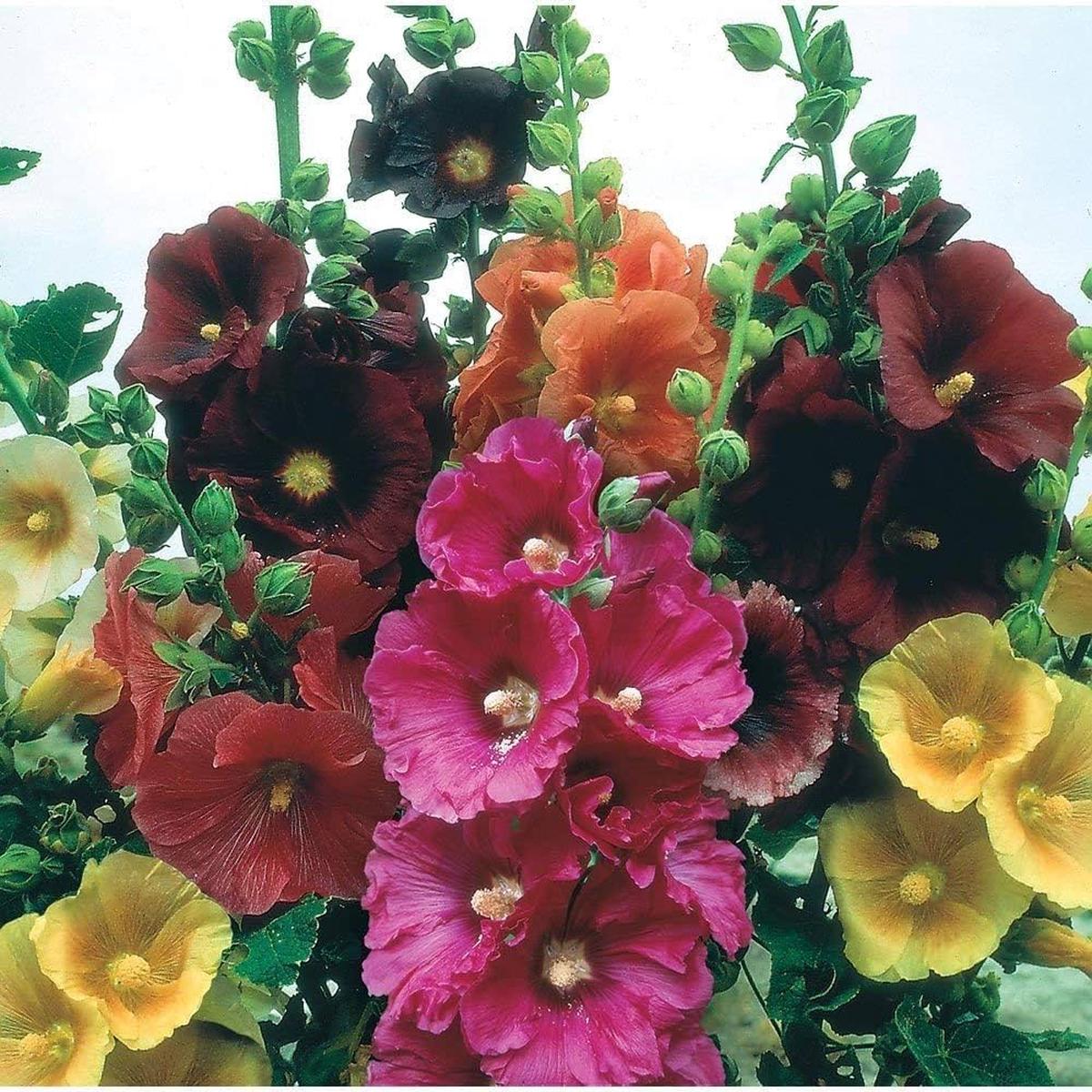 Hollyhock Seeds for Planting Alcea rosea for backyard gardens and flower fences