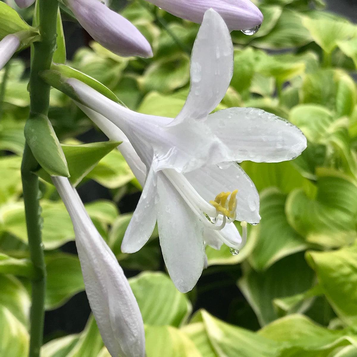 Hosta Flower Seeds for Planting  Vibrant Colors, Heirloom, Non-GMO, Organic Garden Seeds