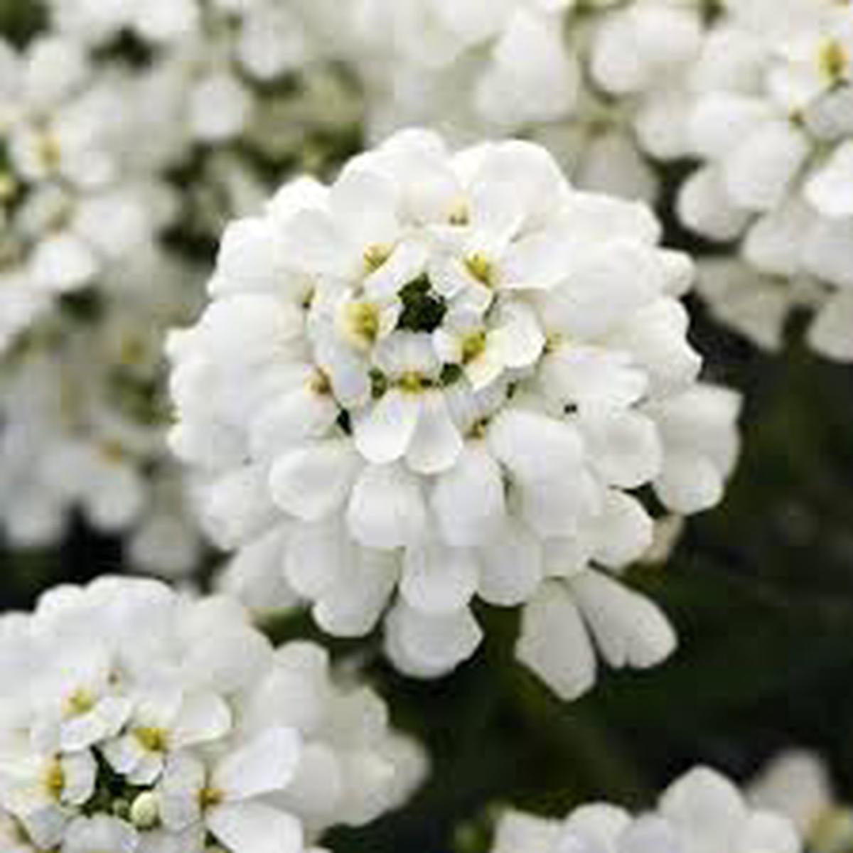 Iberis Sempervirens Flower seeds for Planting - Cut Flower Favorite, Heirloom & GMO Free Seeds for Home Garden