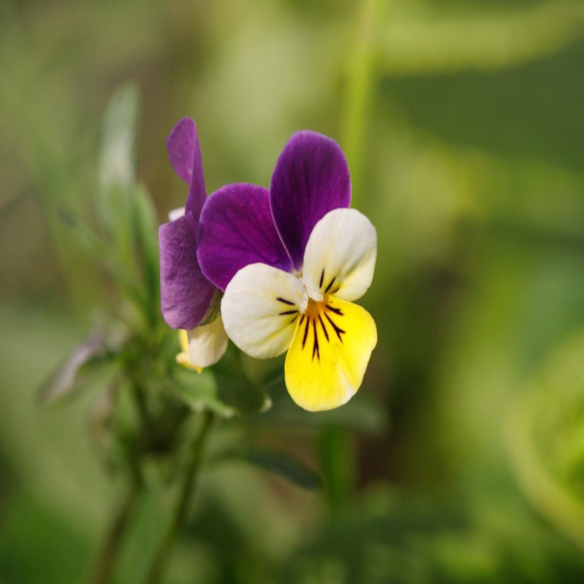 Johnny Jumpup Viola Flower seeds for Planting Colorful Display Heirloom & GMO Free Seeds for Home Garden   Sale