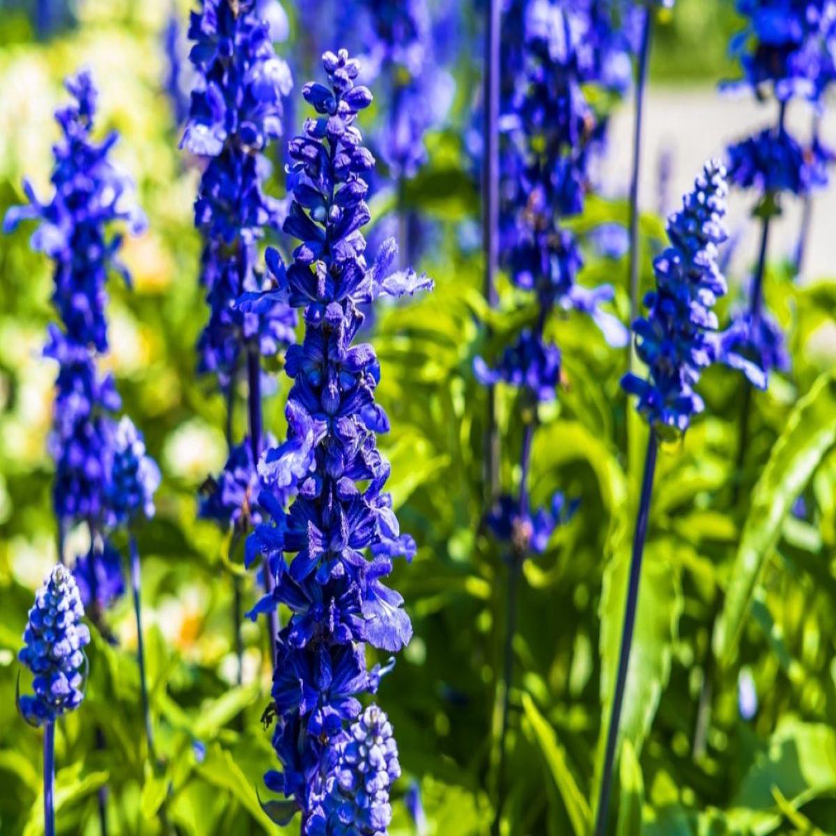 Lavender Blue Seeds  Bluish Purple Blooms for Garden Planting & Aromatic Use