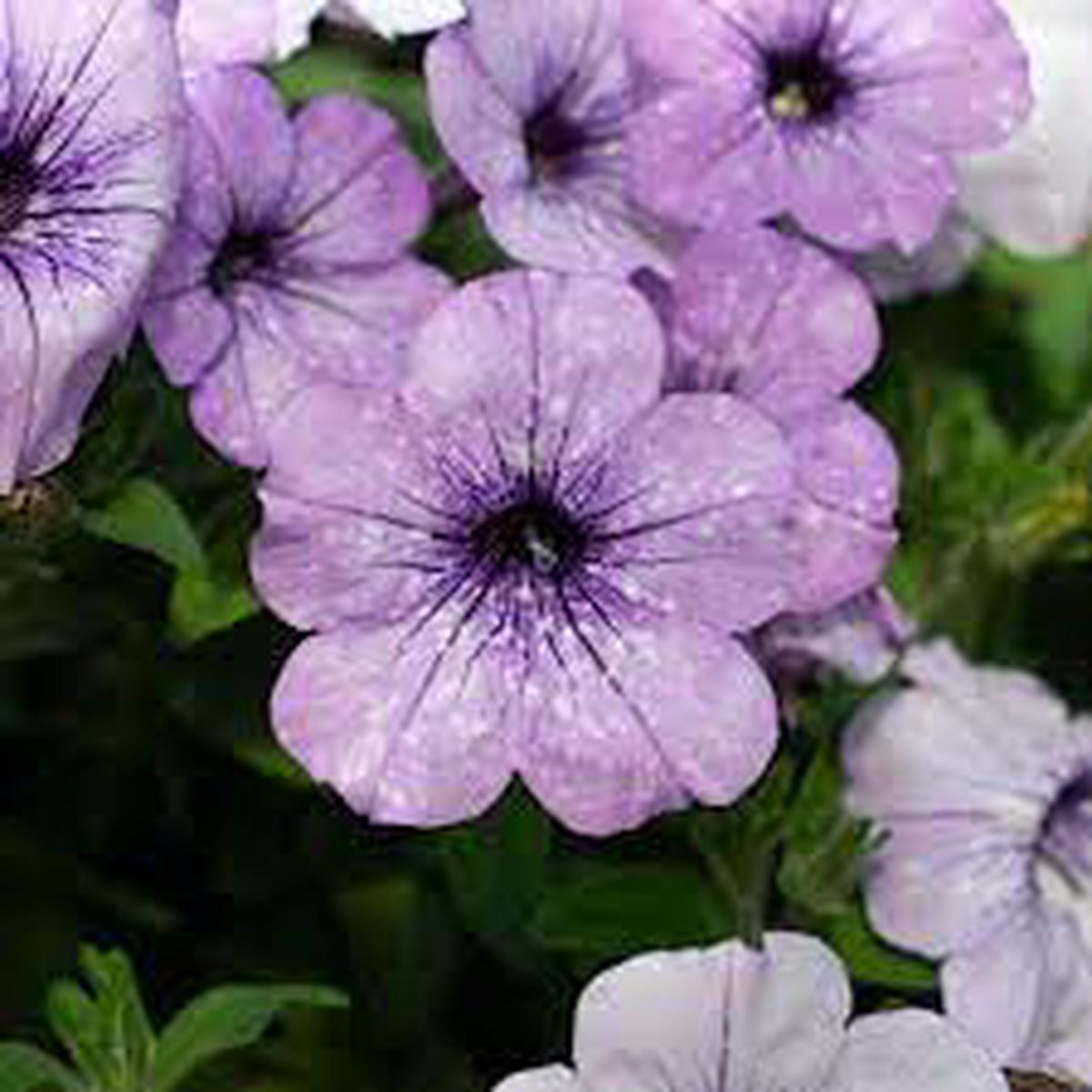 Light Blue Petunia Flower seeds for Planting Easy to Grow Heirloom & GMO Free Seeds for Home Garden