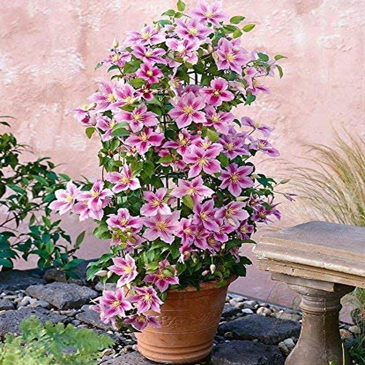 Light Pink Clematis Flower Seeds for Planting  Heirloom, Non-GMO, High Germination Organic Garden Seeds