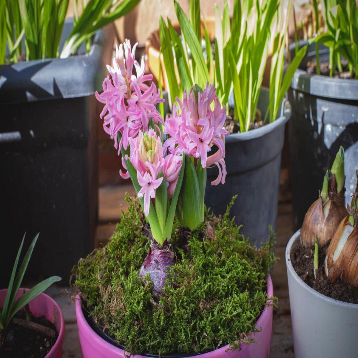 Light Pink Hyacinth Flower Seeds for Planting Non-GMO, Heirloom, High Germination Seeds