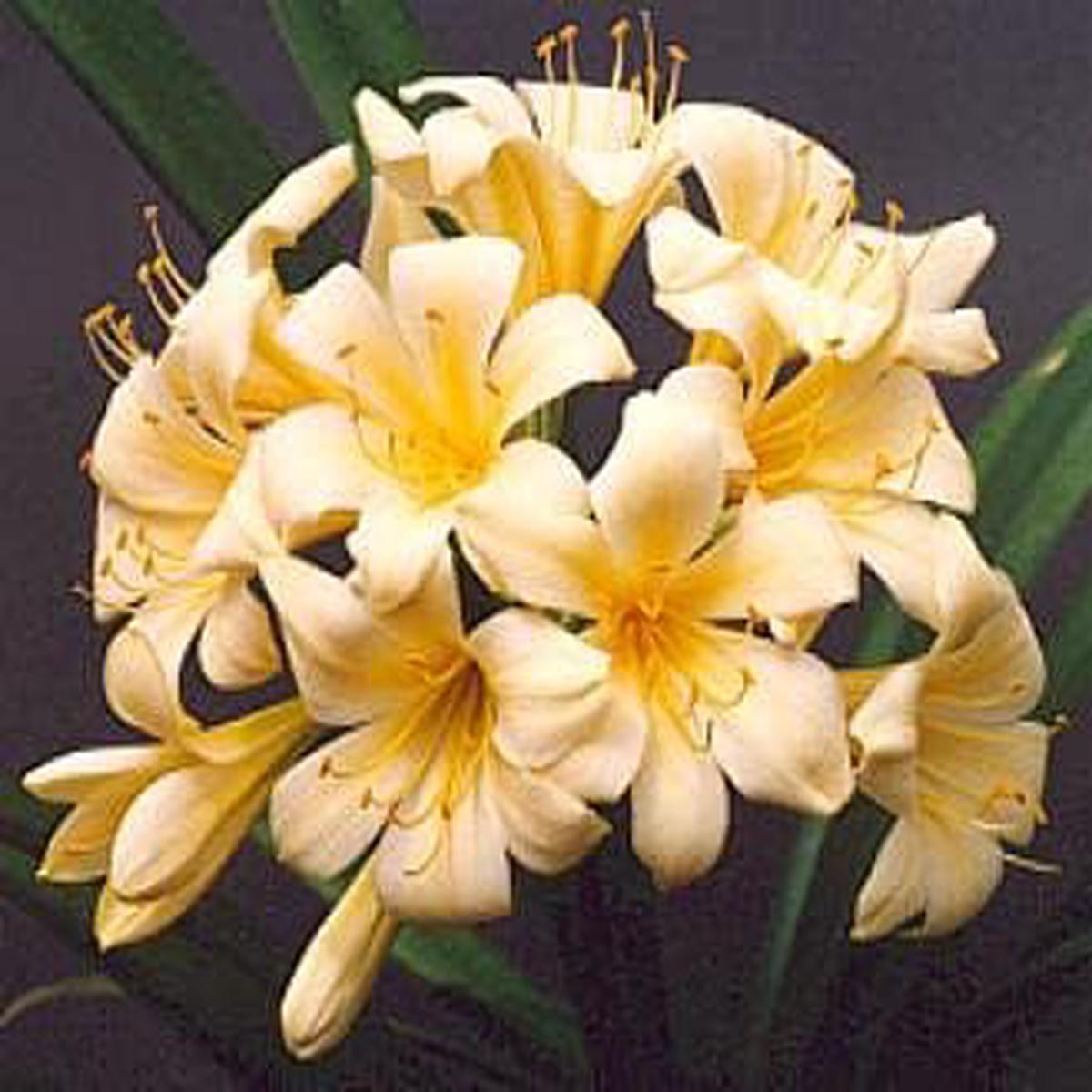 Light Yellow Flower Pot Seeds for Planting Organic, Heirloom, Non-GMO Plant Seeds